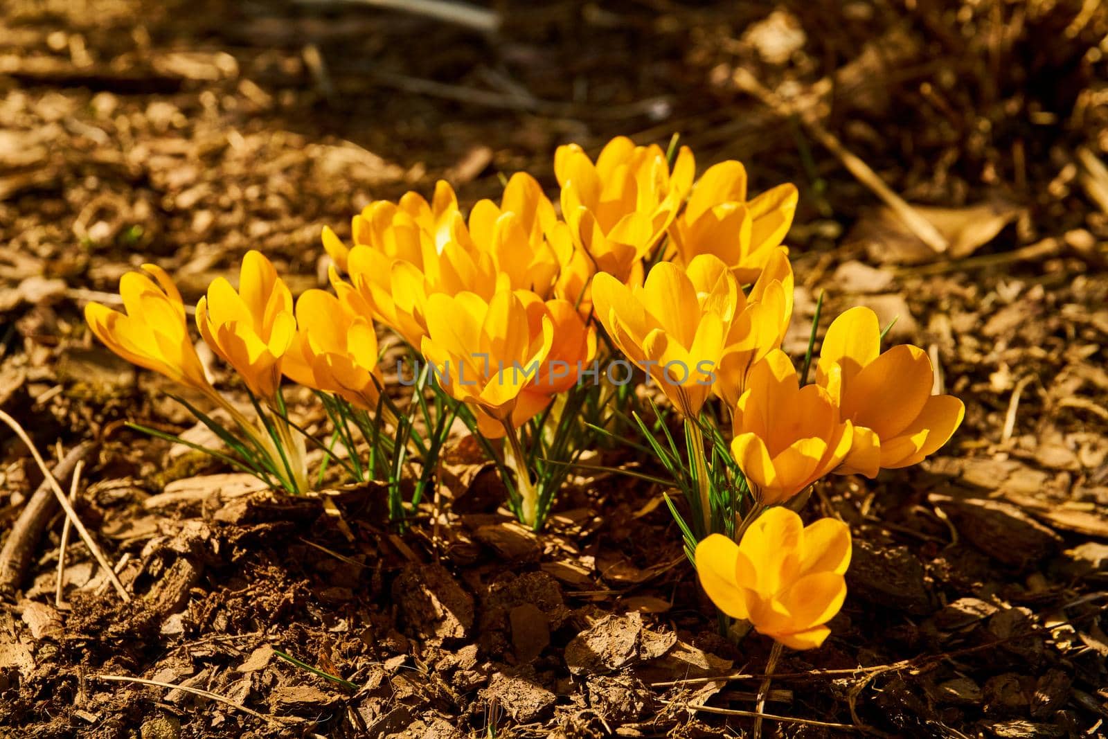 Close up of blooming crocus flowers by Jindrich_Blecha