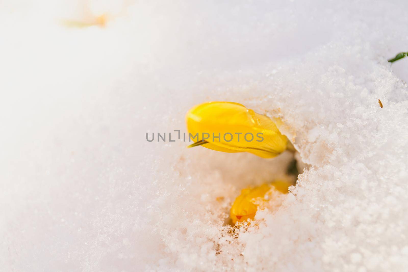 close up of crocus flower in bloom, covered in snow by Jindrich_Blecha