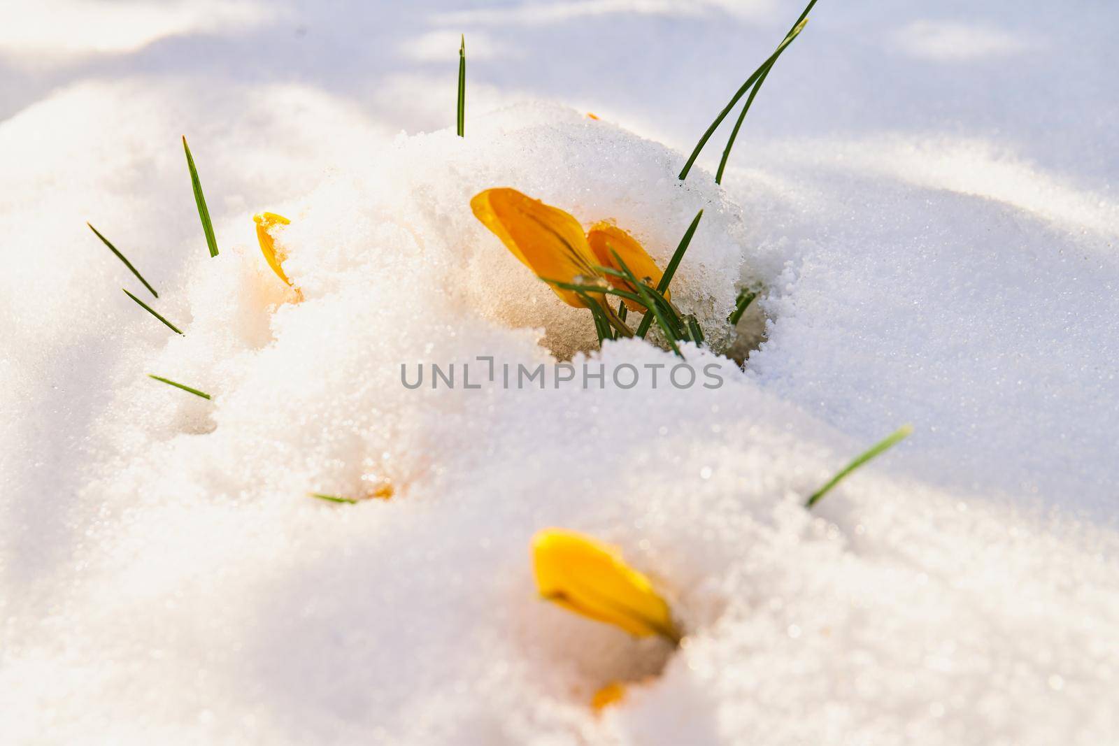 close up of crocus flower in bloom, covered in snow by Jindrich_Blecha
