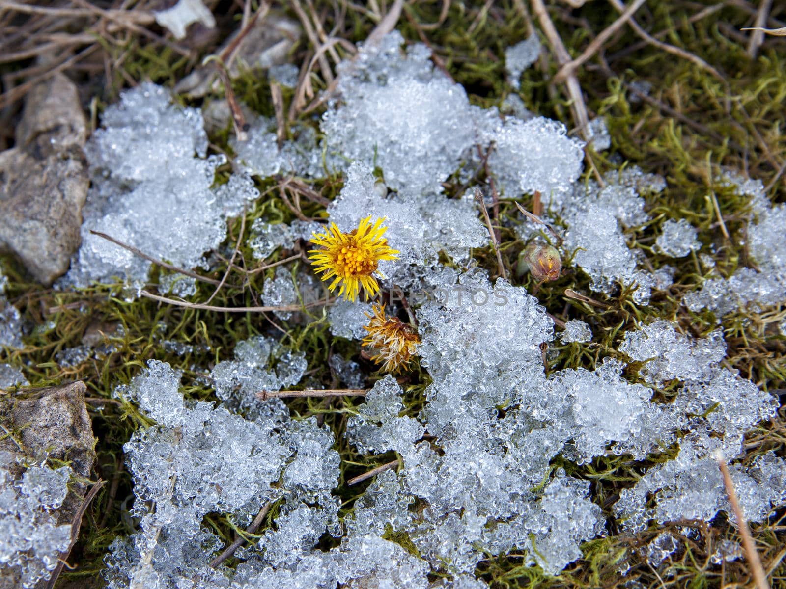 Flower with yellow petals grew among snow on ground. Selective focus