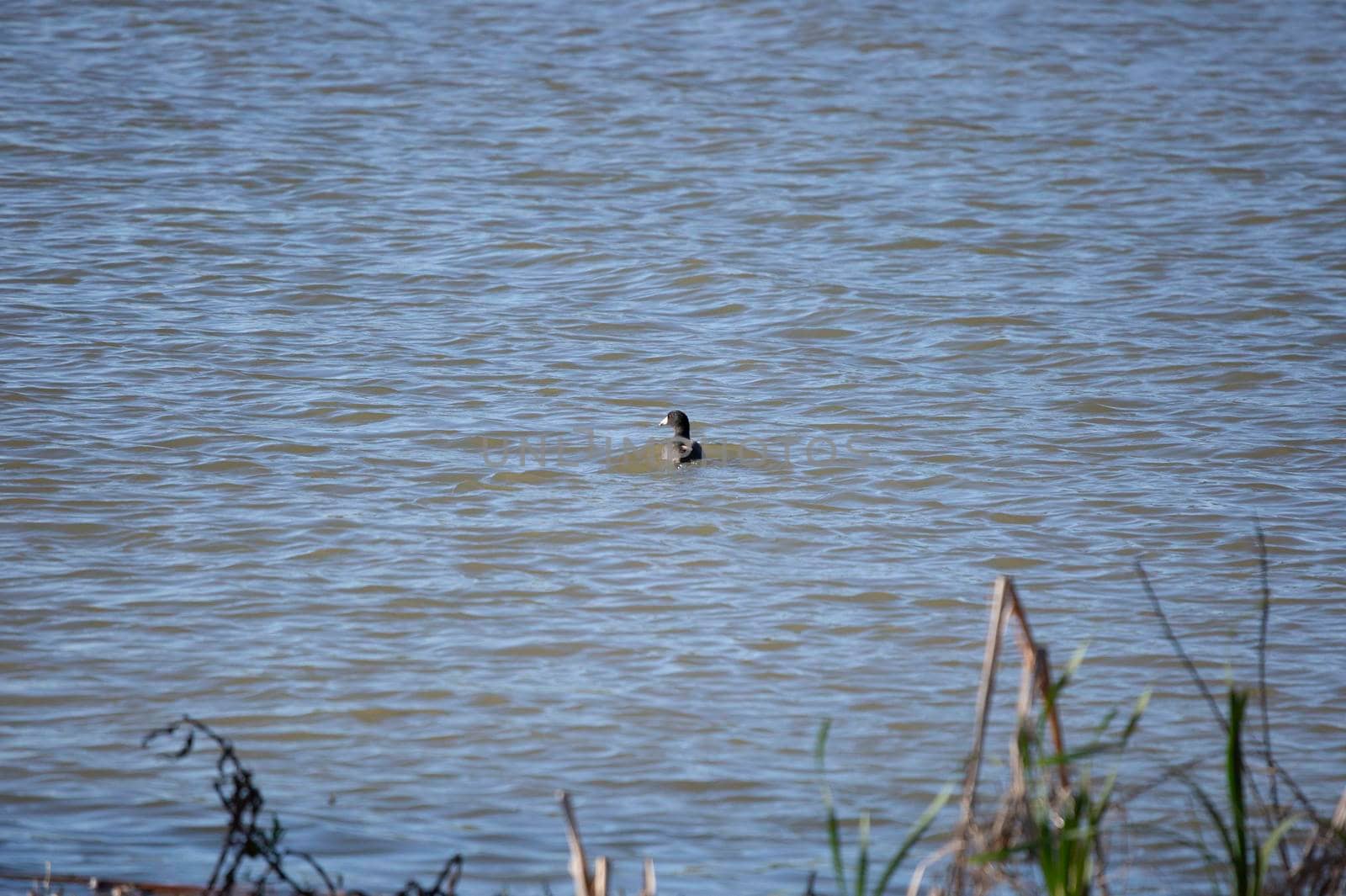 American coot duck (Fulica americana) swimming in pretty water