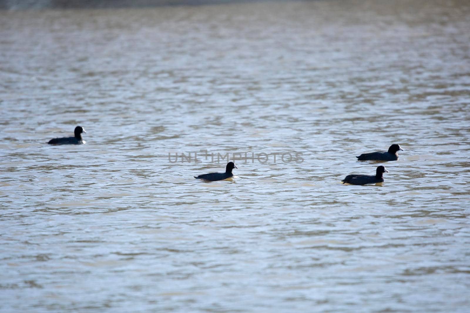 Four duck flock of American coot ducks (Fulica americana) swimming