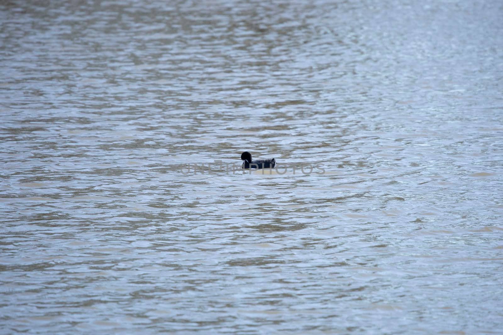 Single American coot duck (Fulica americana) grooming as it swims