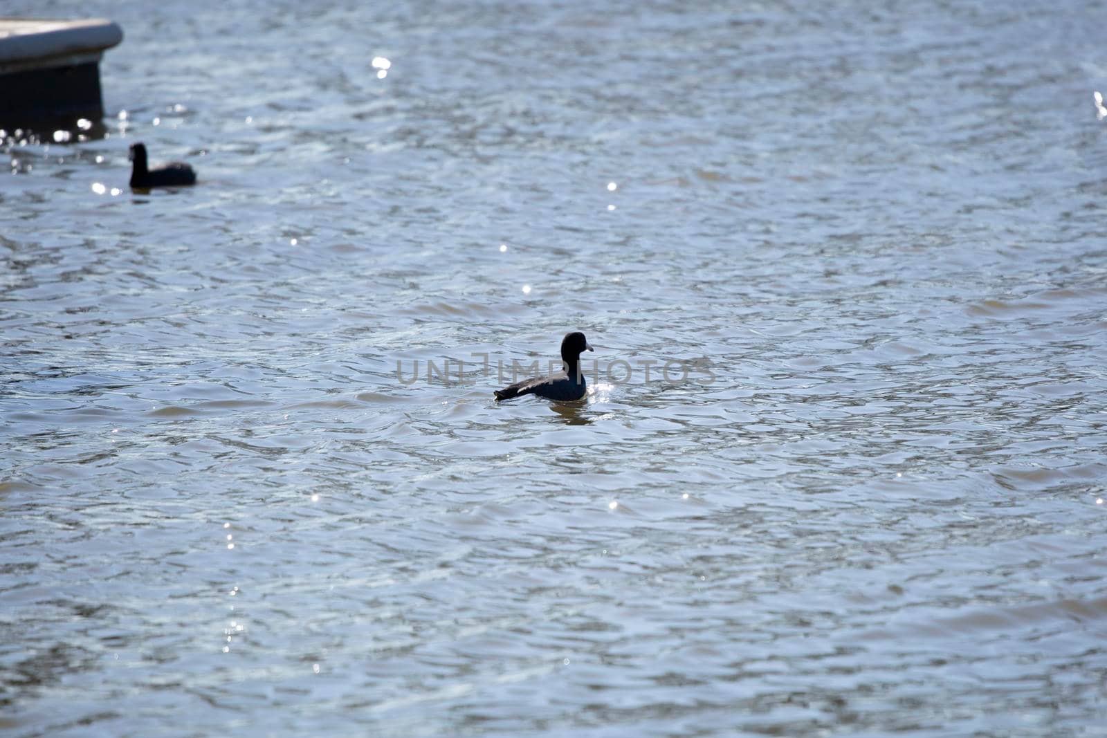 American coot duck (Fulica americana) swimming in choppy water