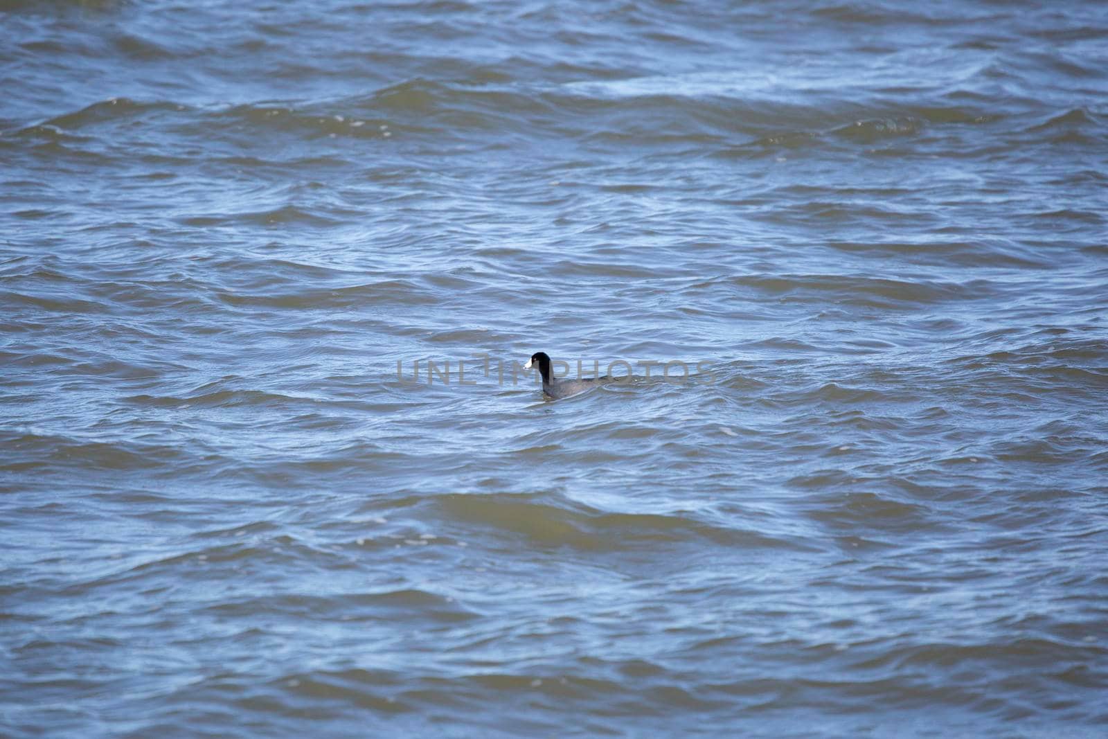 Single American coot duck (Fulica americana) swimming in choppy water