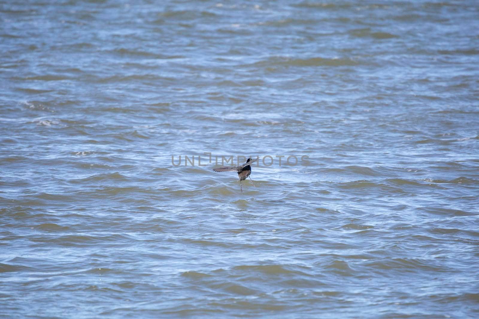 American coot duck (Fulica americana) preparing to land in water