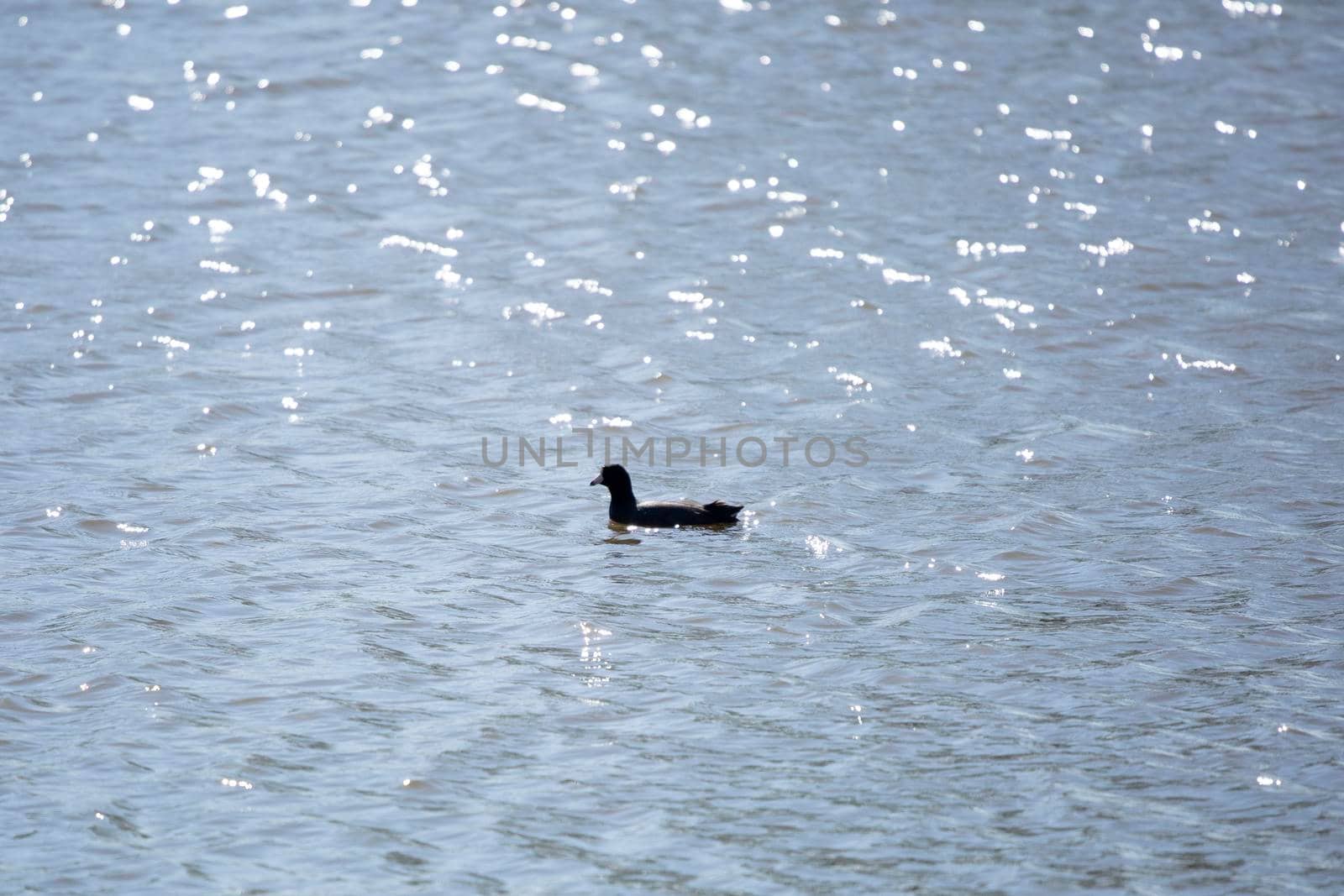 American coot (Fulica americana) swimming through bright water