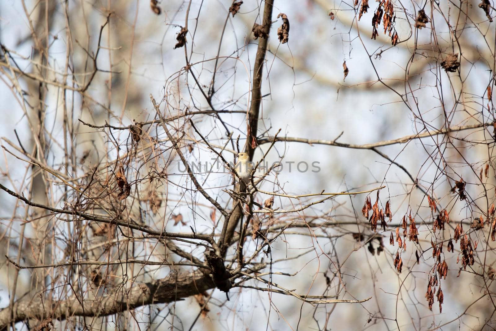 American goldfinch (Spinus tristis) perched on a tree