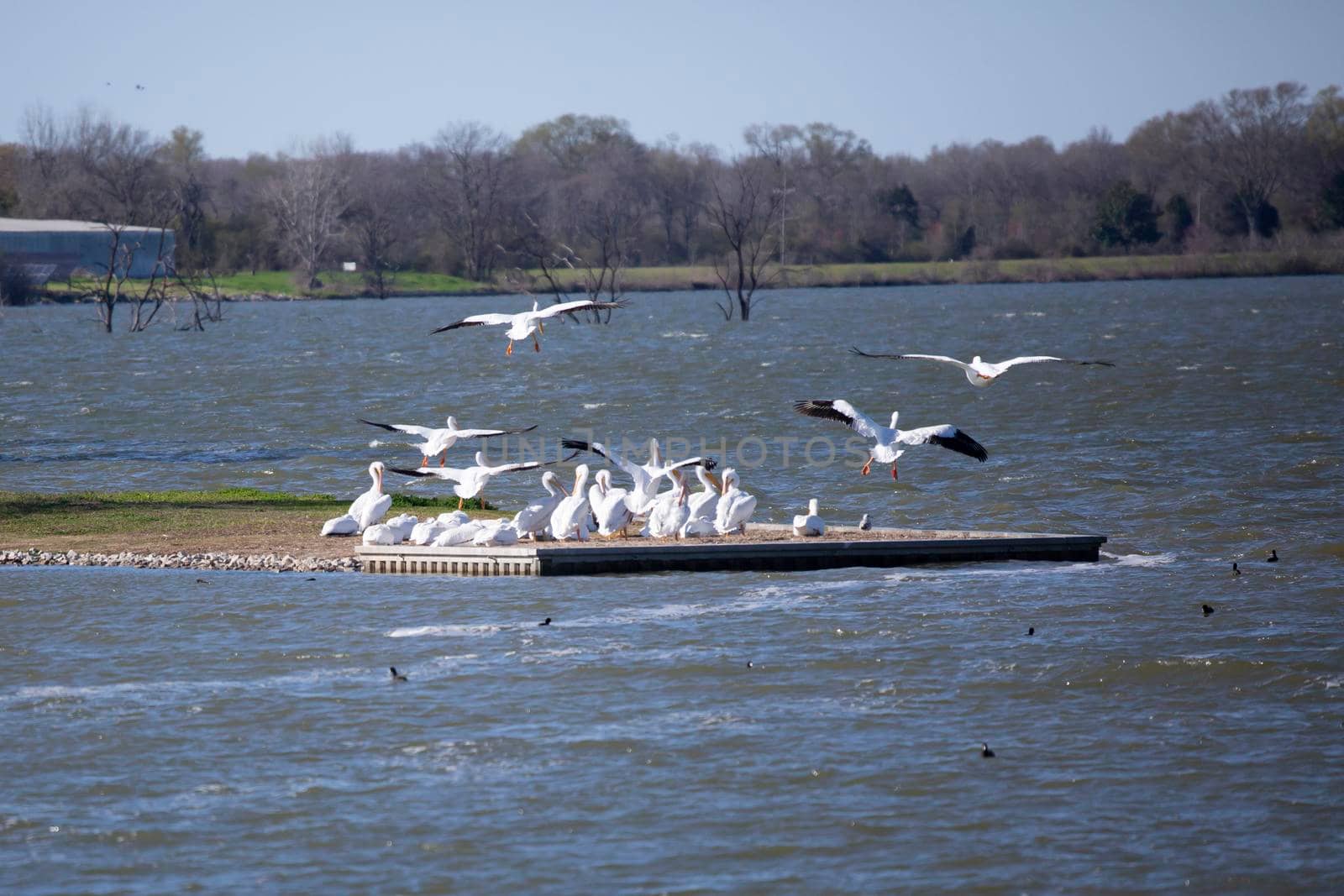 American pelicans (Pelecanus erythrorhynchos) flying toward a pelican flock over a flock of cormorants in the water