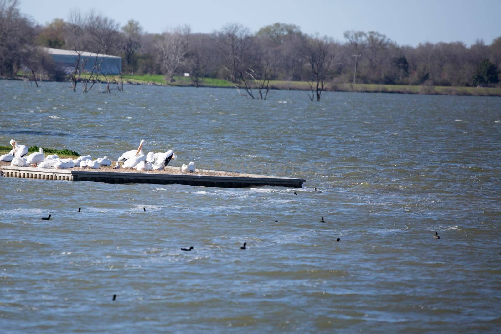 American pelicans (Pelecanus erythrorhynchos) grooming in a flock with a small dove