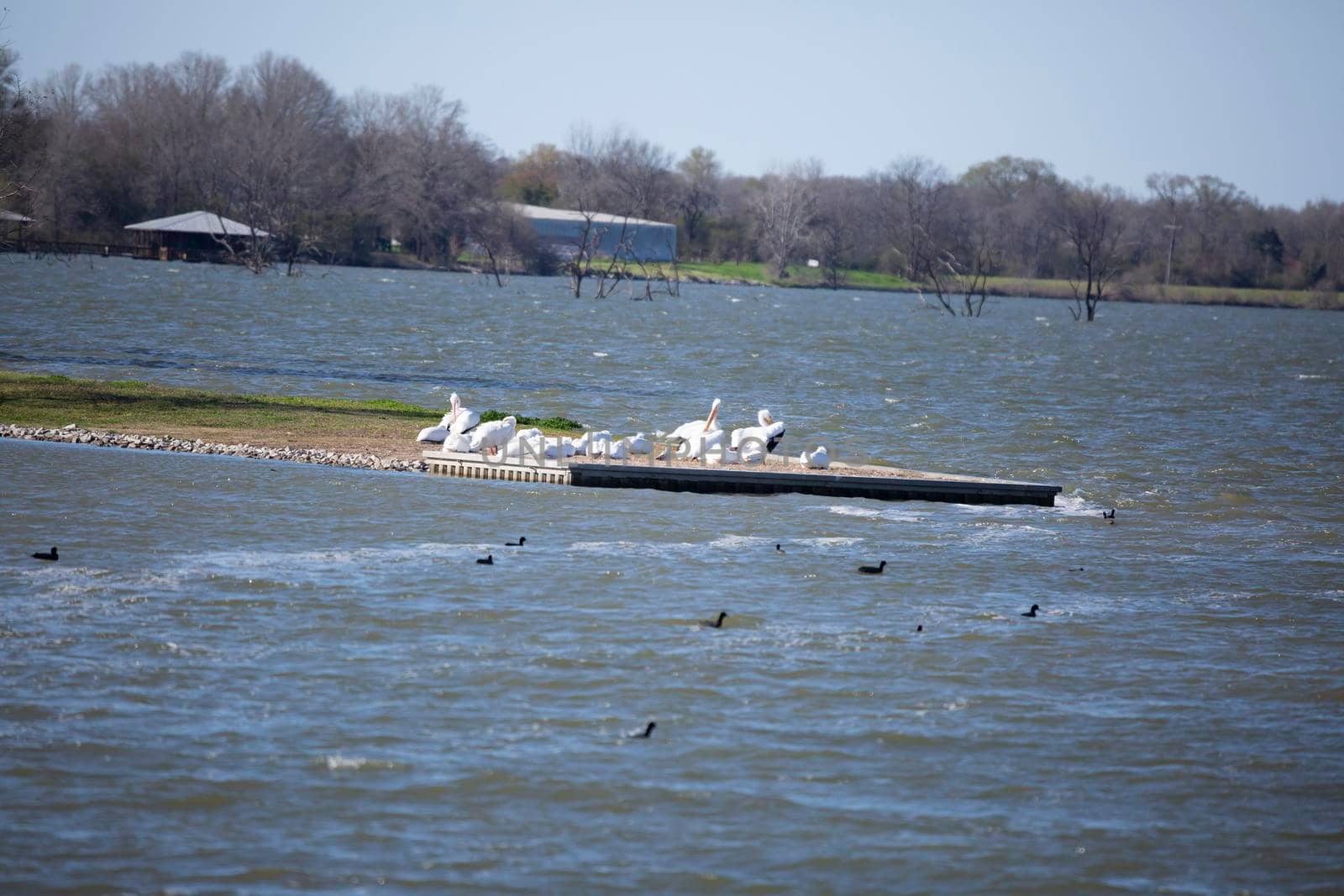 American pelicans (Pelecanus erythrorhynchos) grooming in a flock with a small dove