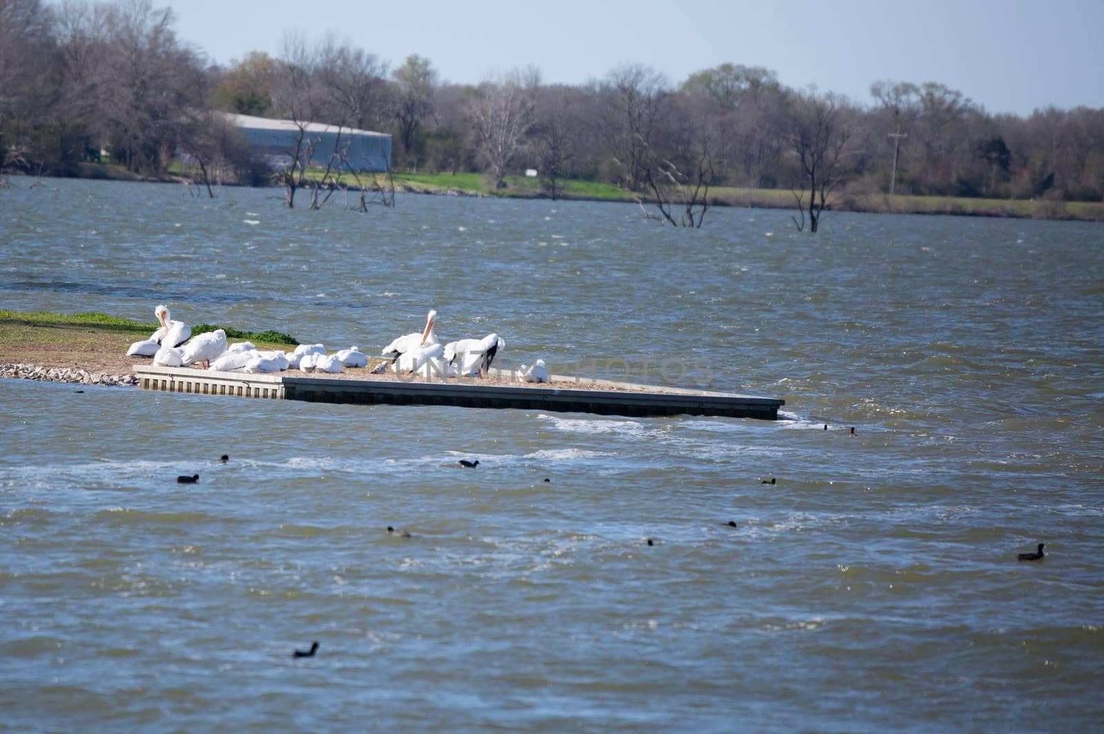 American pelicans (Pelecanus erythrorhynchos) grooming in a flock with a small dove