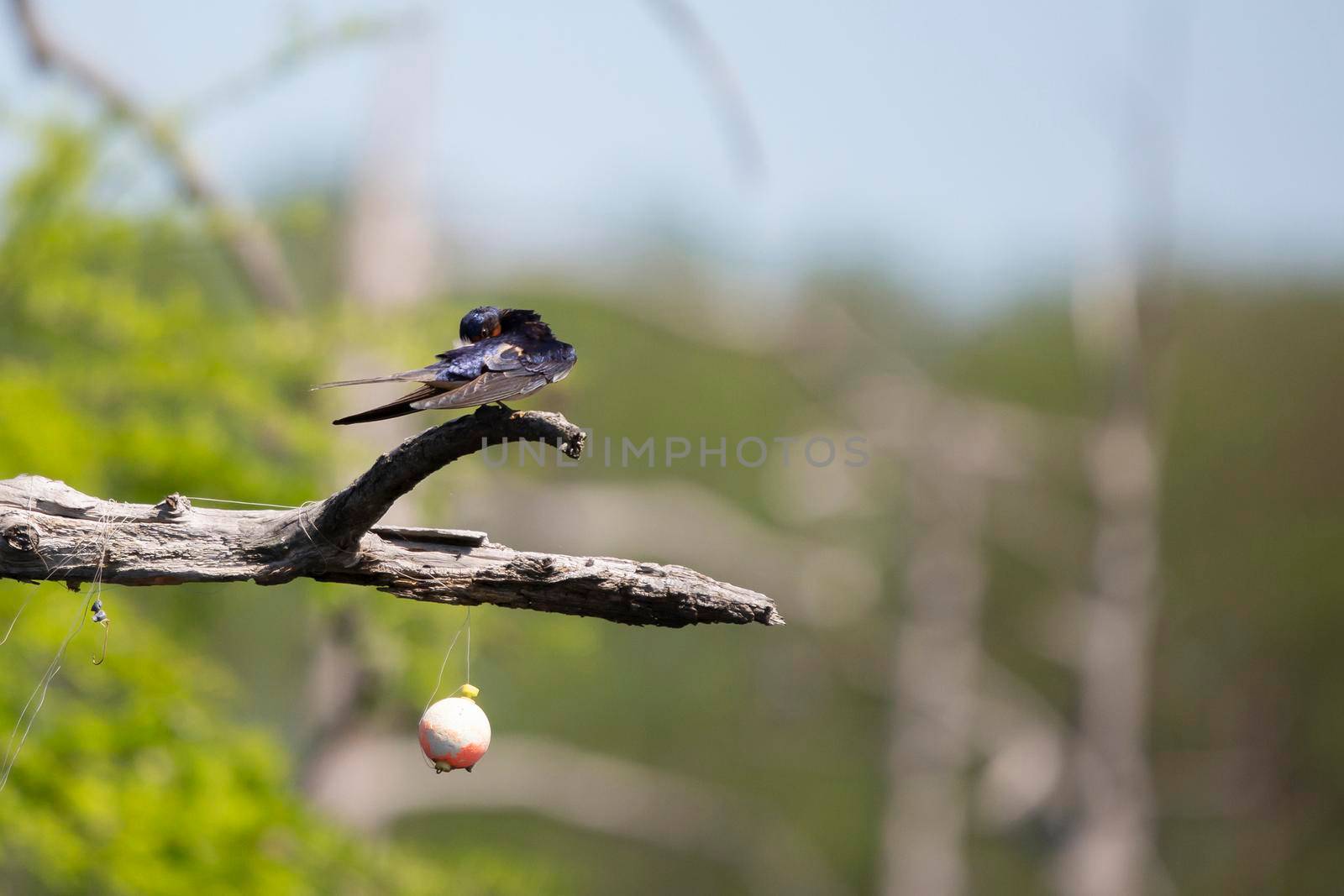 Barn swallow (Hirundo rustica) grooming from the branch of a cypress tree