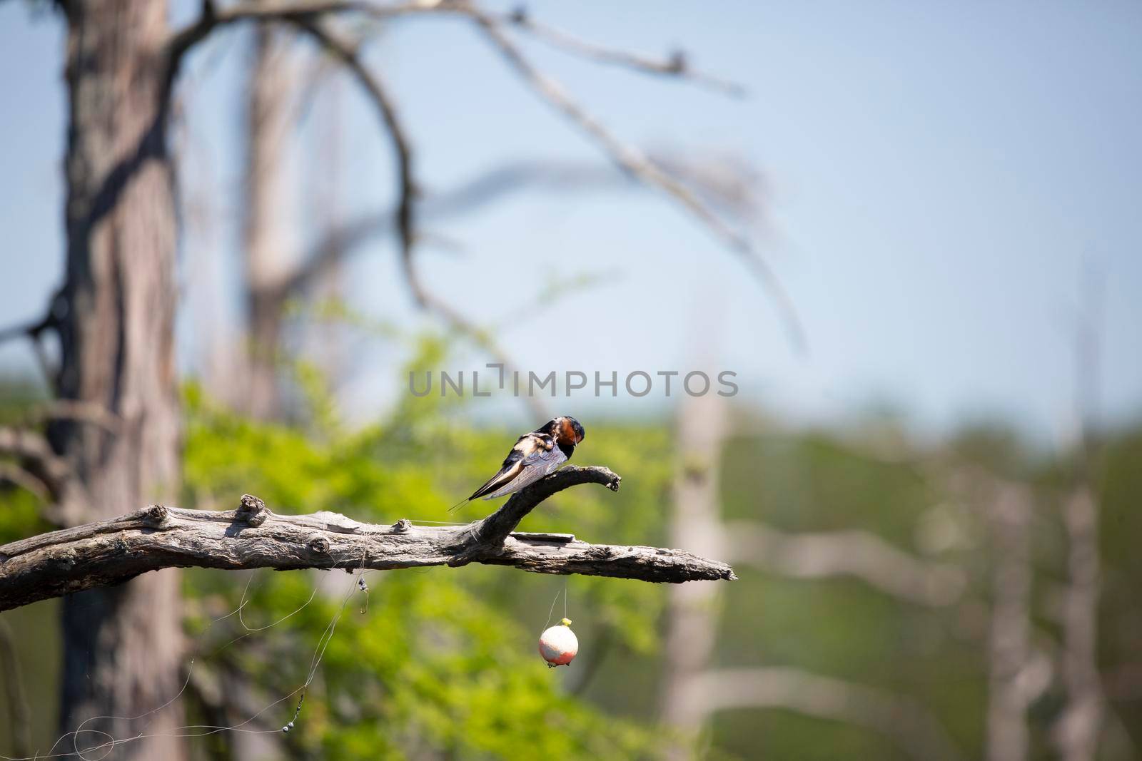 Barn swallow (Hirundo rustica) grooming on the branch of a cypress tree near a plastic fishing bobber