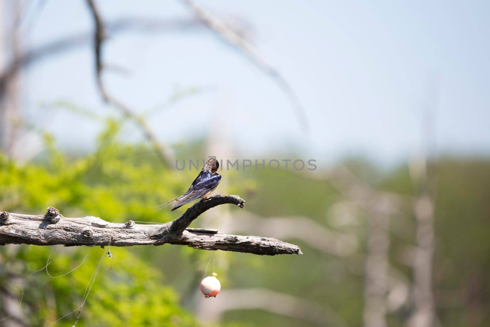 Barn swallow (Hirundo rustica) grooming from a branch on a cypress tree above a fishing bobber