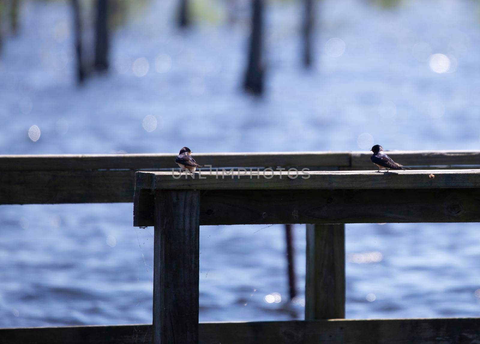 Two barn swallow birds (Hirundo rustica) on a pier near water