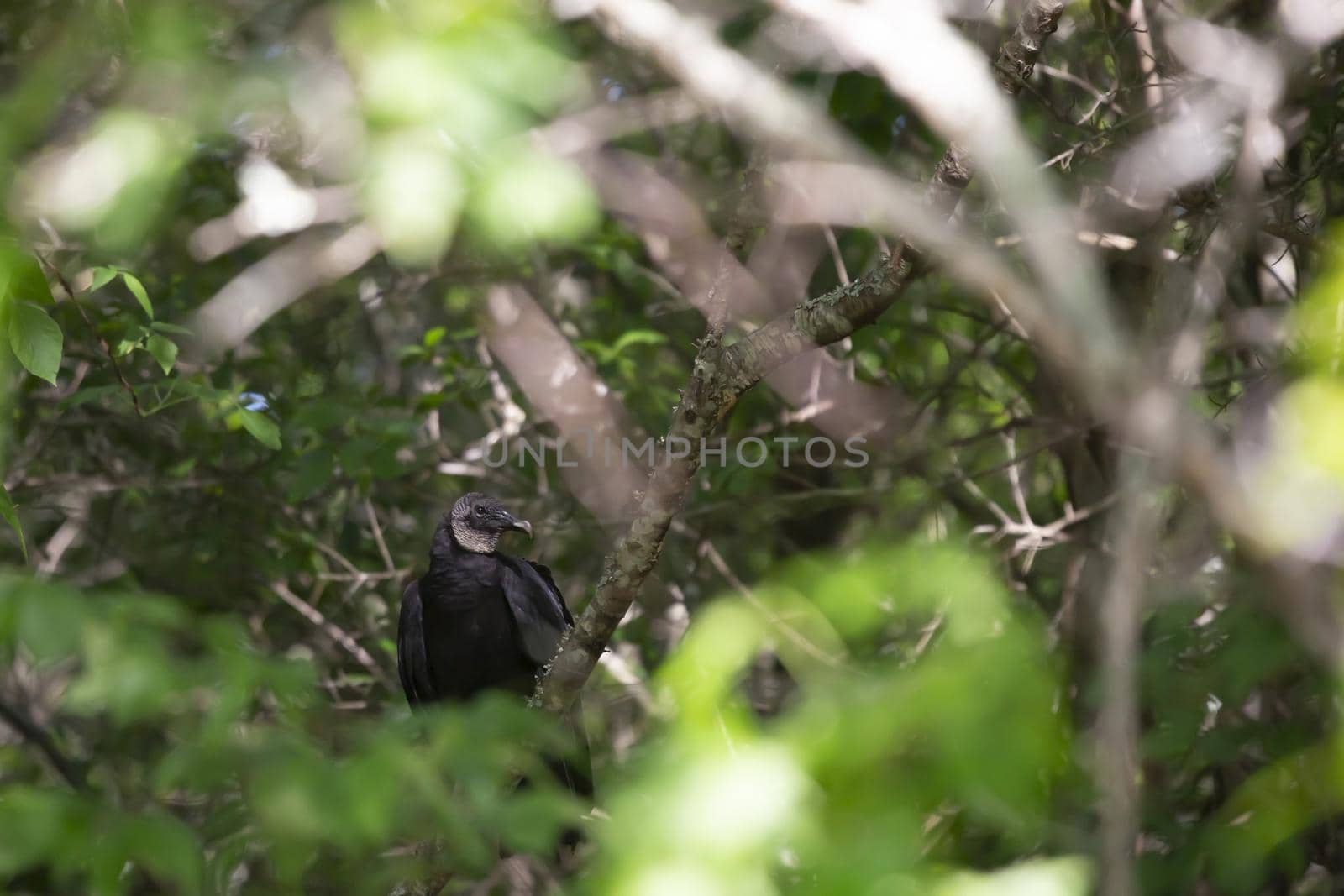 Black vulture (Coragyps atratus) perched in a tree