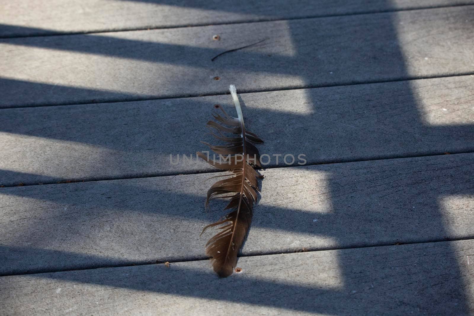Single black vulture feather (Coragyps atratus) on a walkway