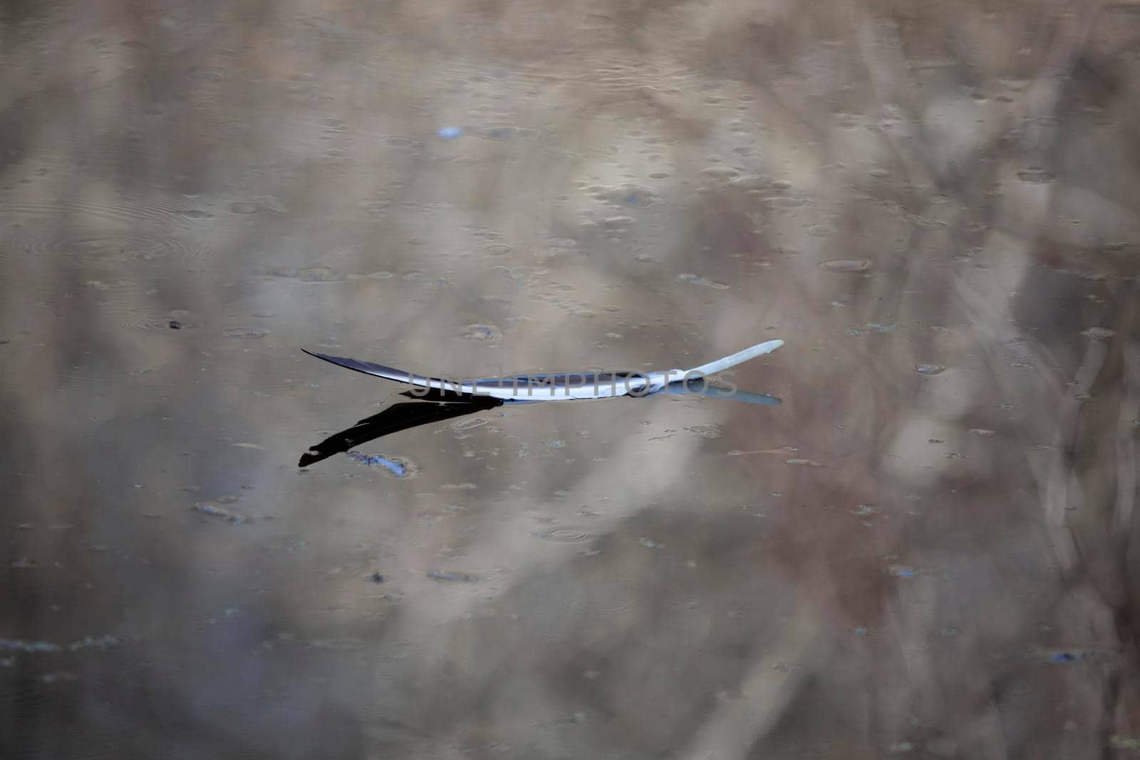 Feather from a black vulture (Coragyps atratus) floating on water