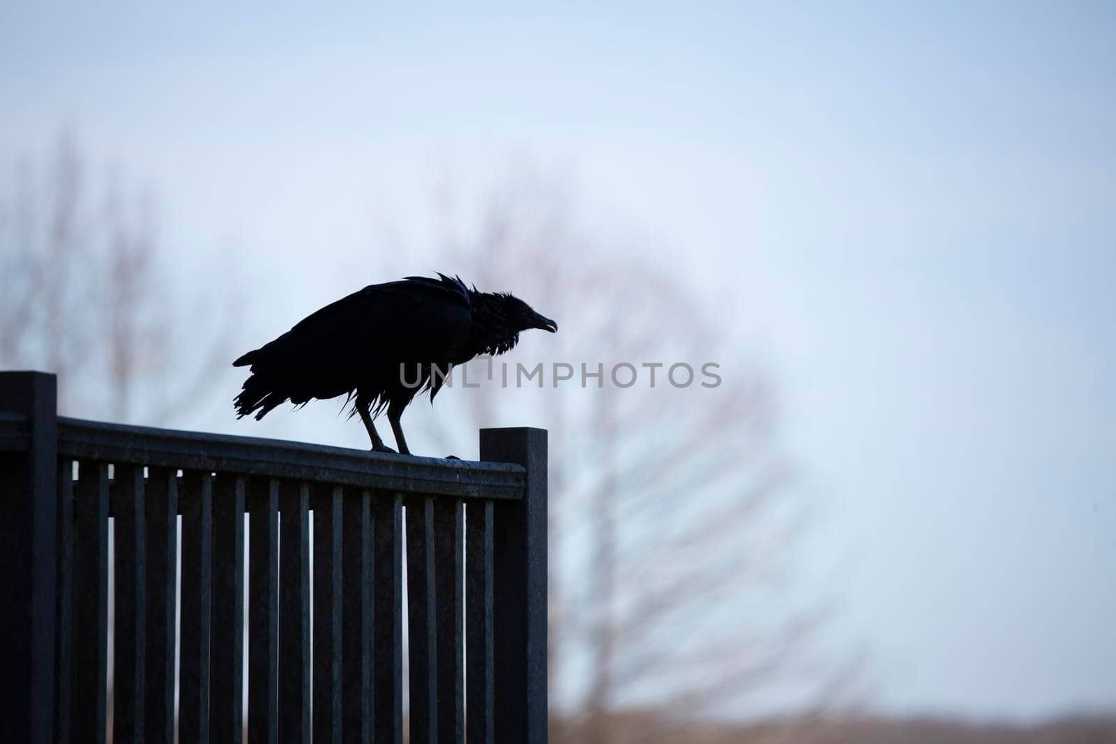 Wet black vulture (Coragyps atratus) perched on a rail