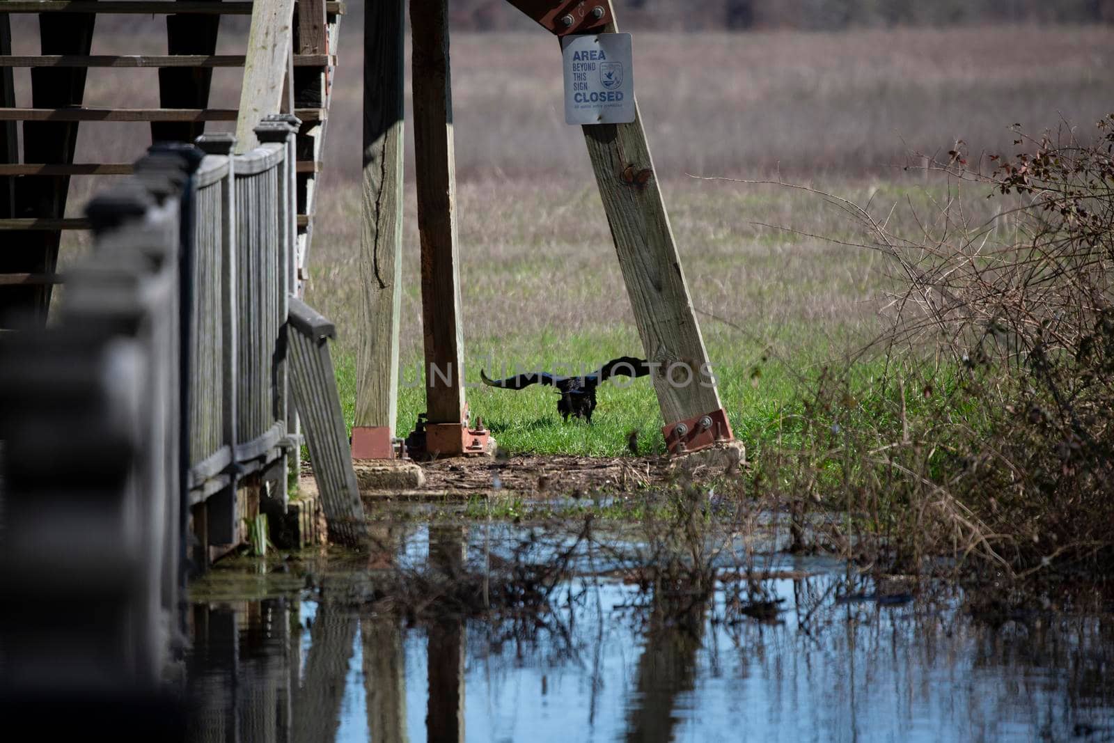 Black vulture (Coragyps atratus) taking off in a national wildlife refuge