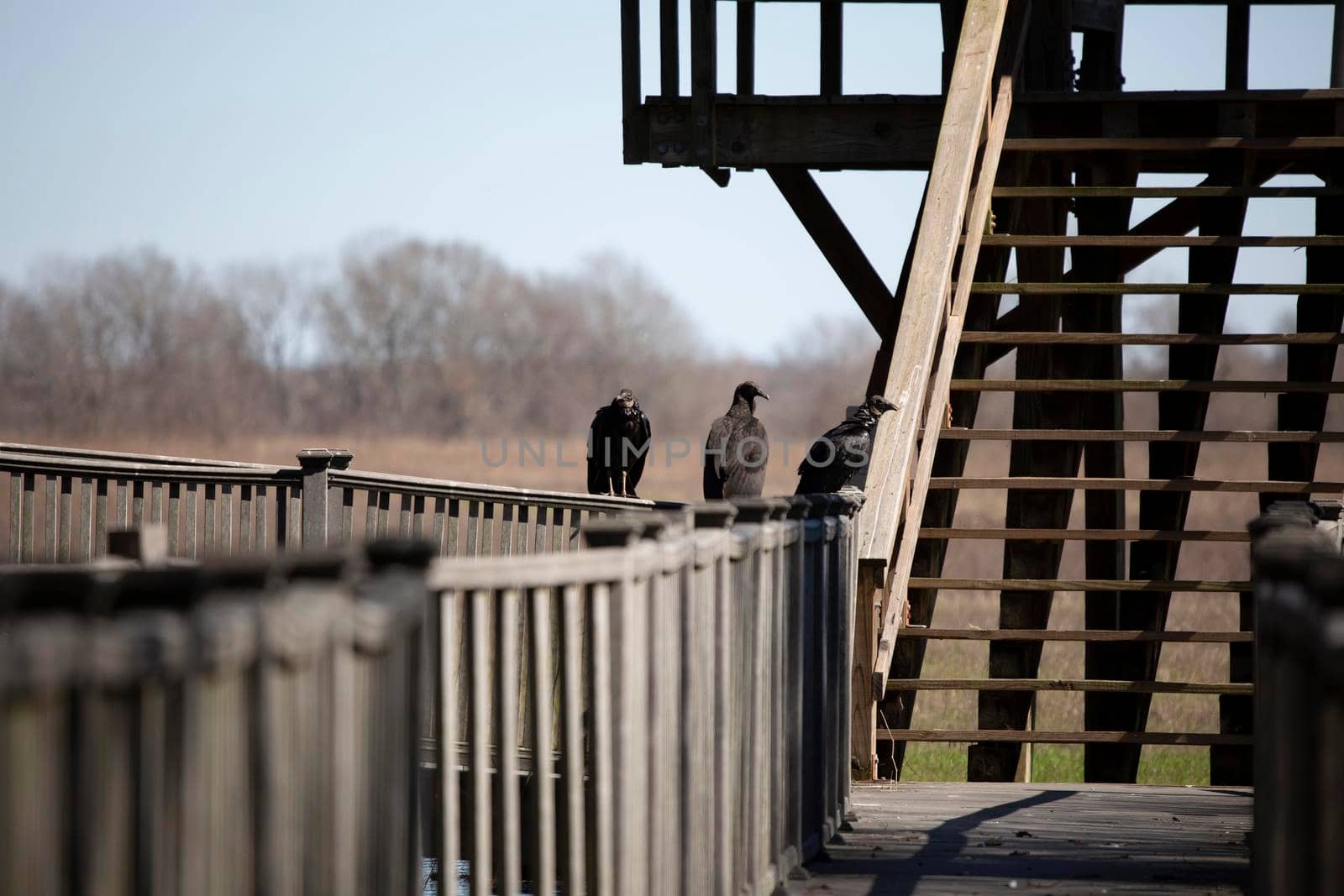 Three black vultures (Coragyps atratus) on a railing