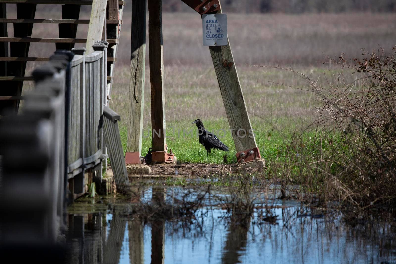 Wet black vulture (Coragyps atratus) near a large puddle