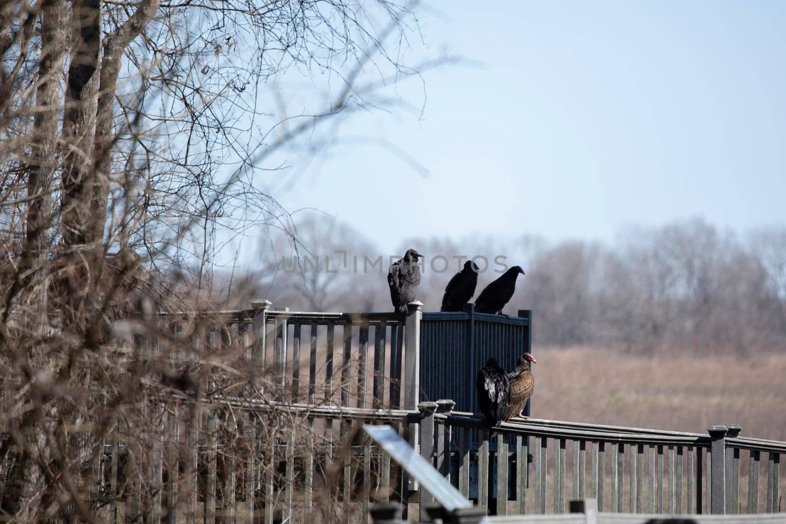 Flock of black vultures (Coragyps atratus) and turkey vultures (Cathartes aura) on railing