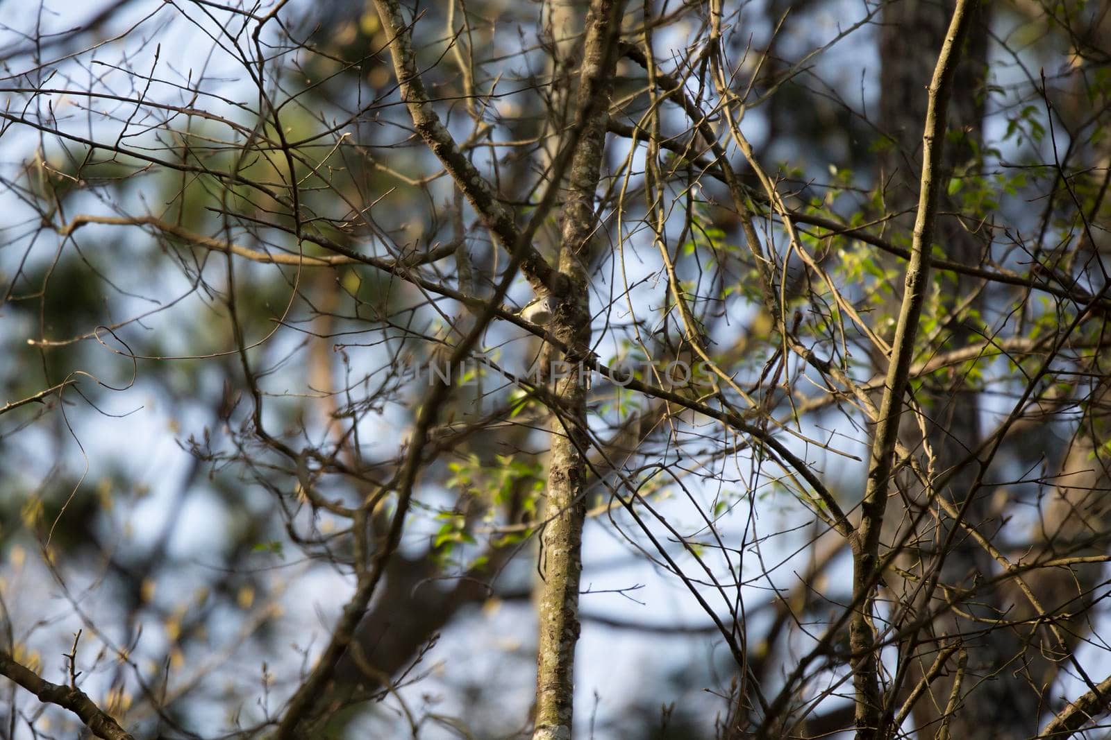 Blue-headed vireo (Vireo solitarius) bird foraging on a tree limb