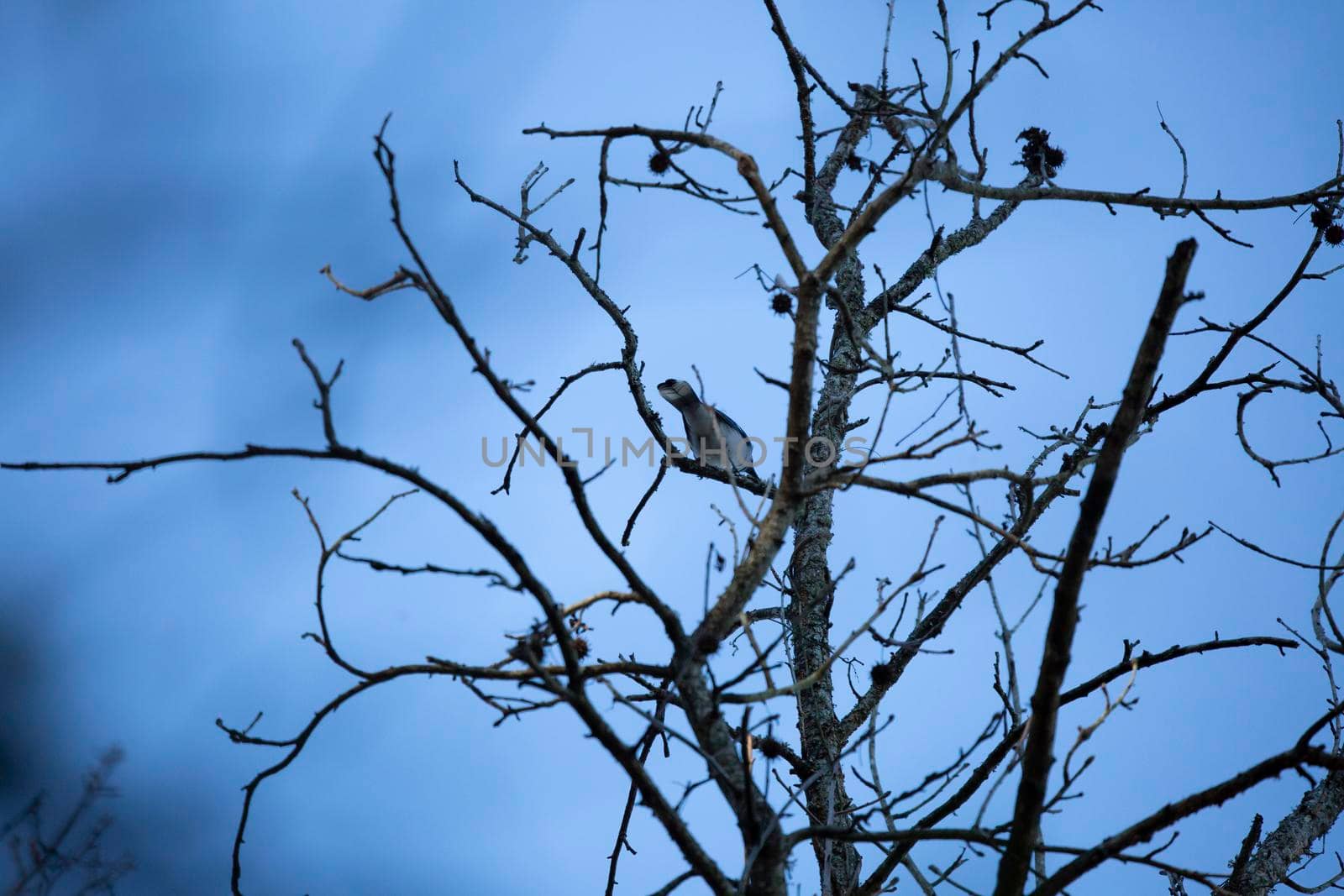 Blue jay (Cyanocitta cristata) perched on a branch on a bare tree