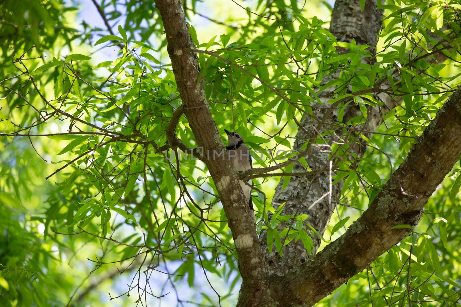 Blue jay (Cyanocitta cristata) perched in a tree