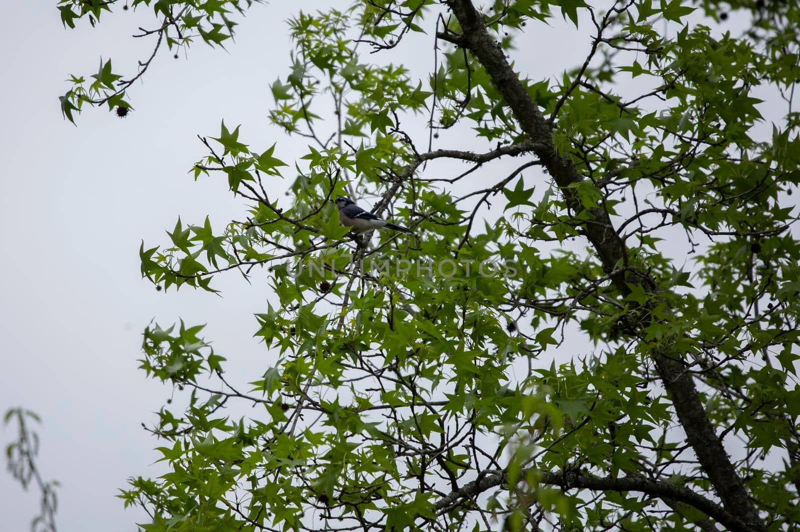 Blue jay (Cyanocitta cristata) hidden behind leaves in a tree