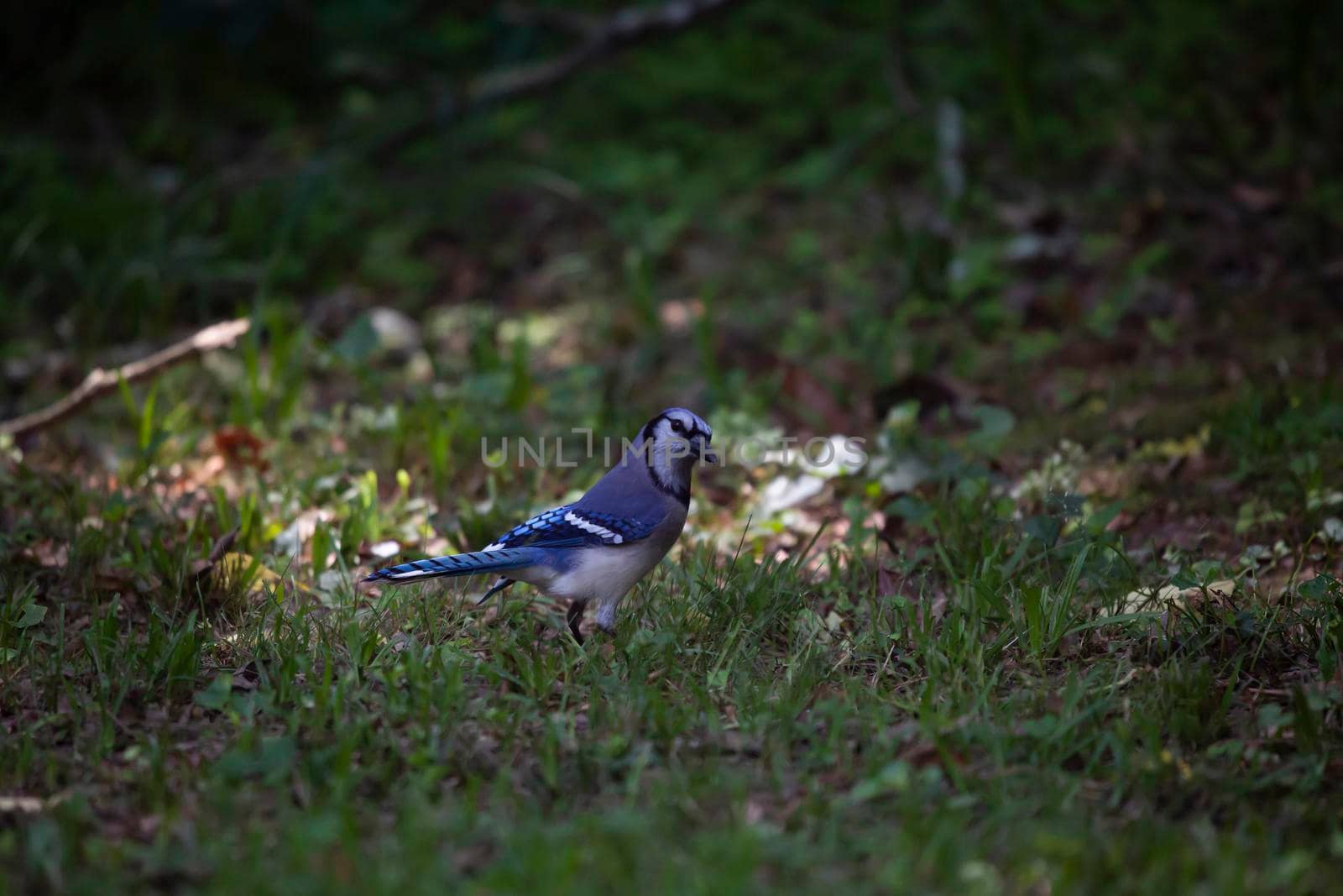 Inquisitive blue jay (Cyanocitta cristata) foraging on the ground