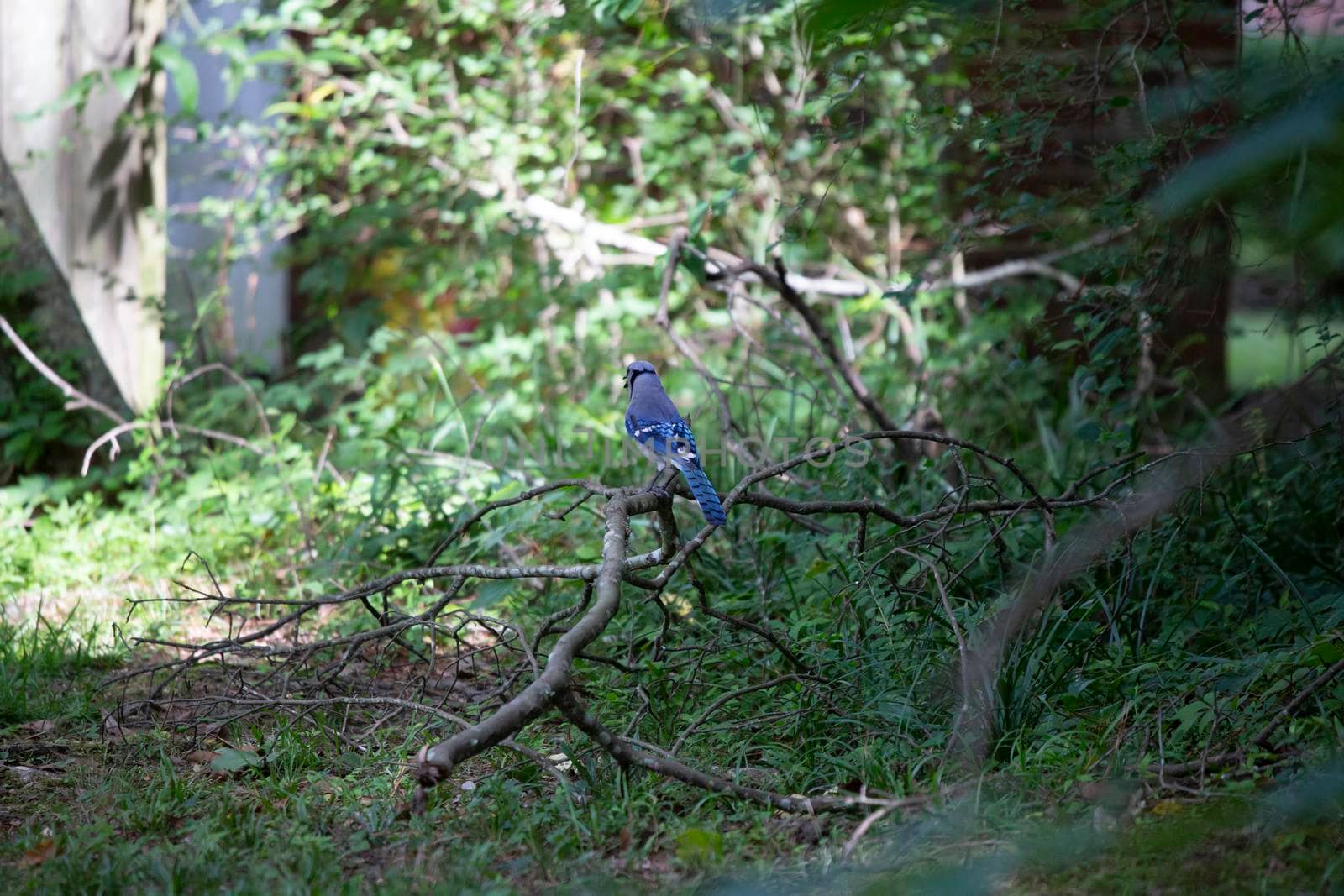 Blue jay (Cyanocitta cristata) calling from its perch on a fallen limb