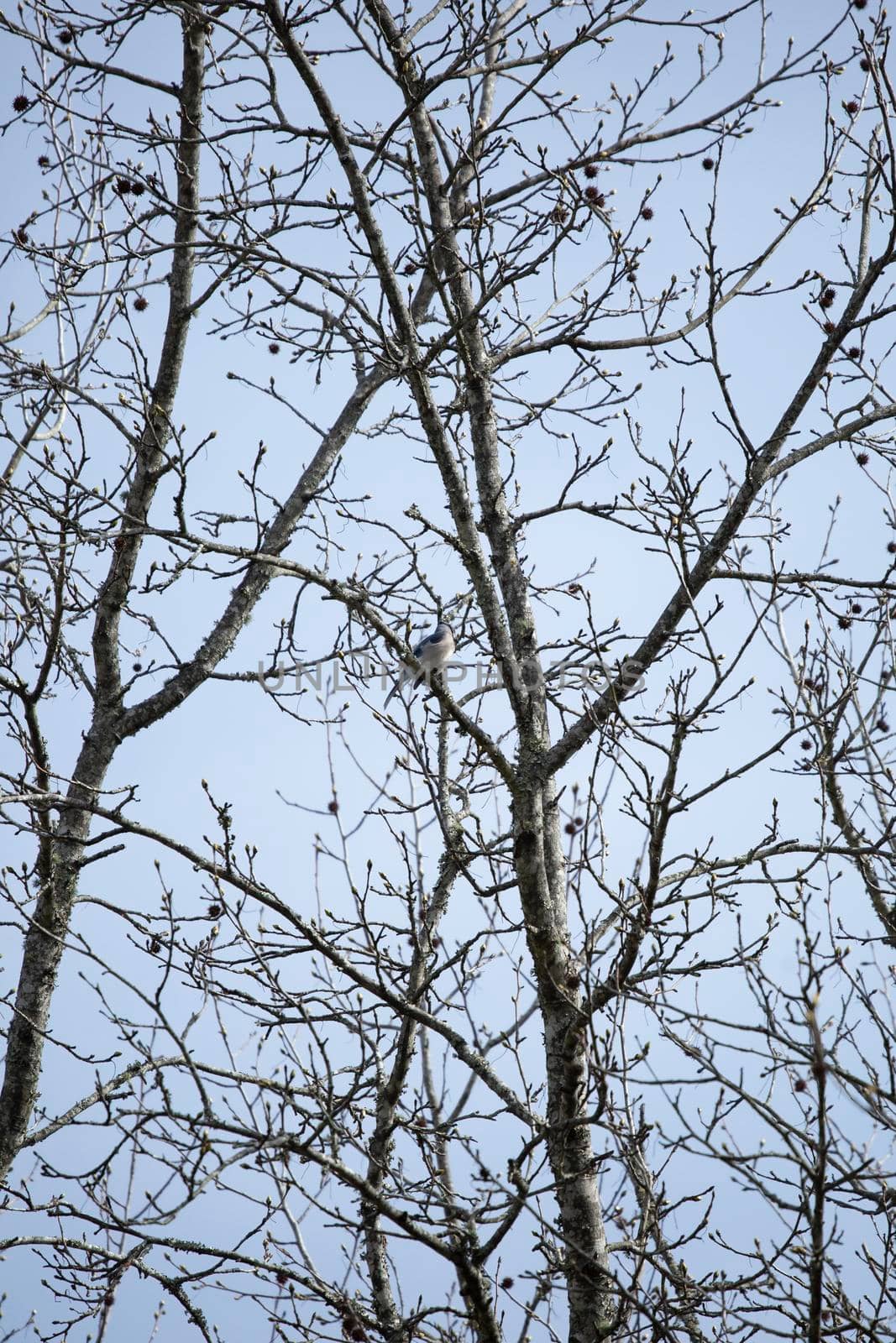 Blue Jay on a Branch by tornado98