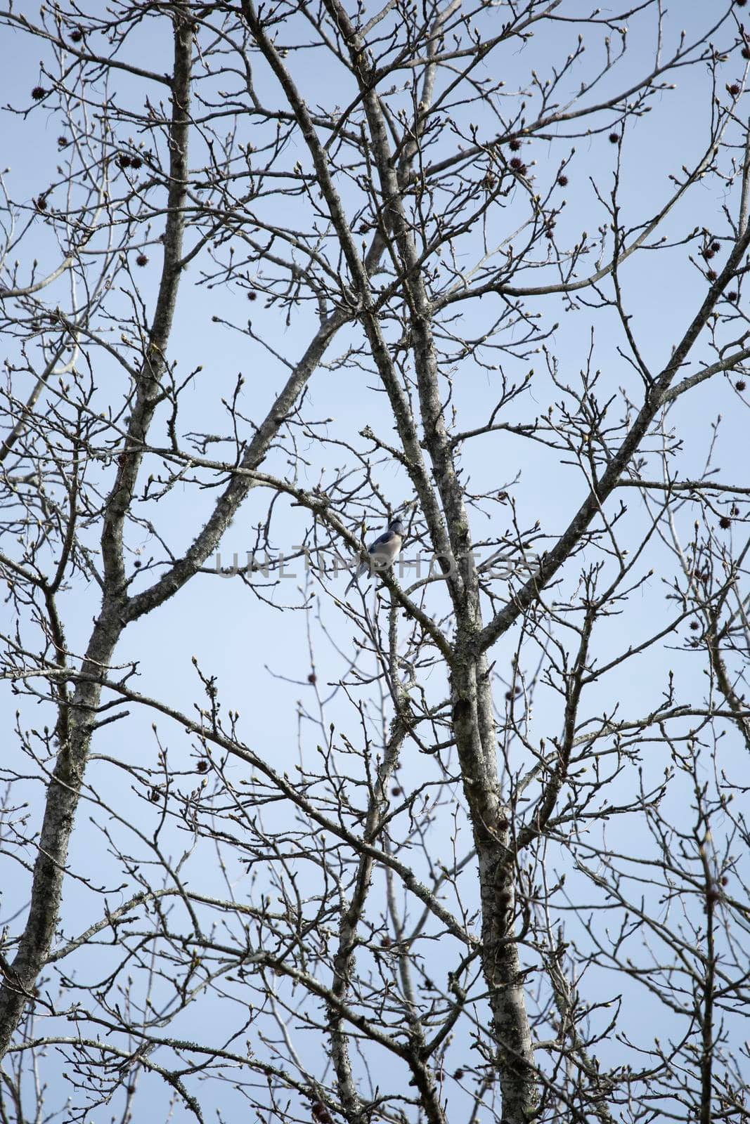 Blue Jay on a Branch by tornado98