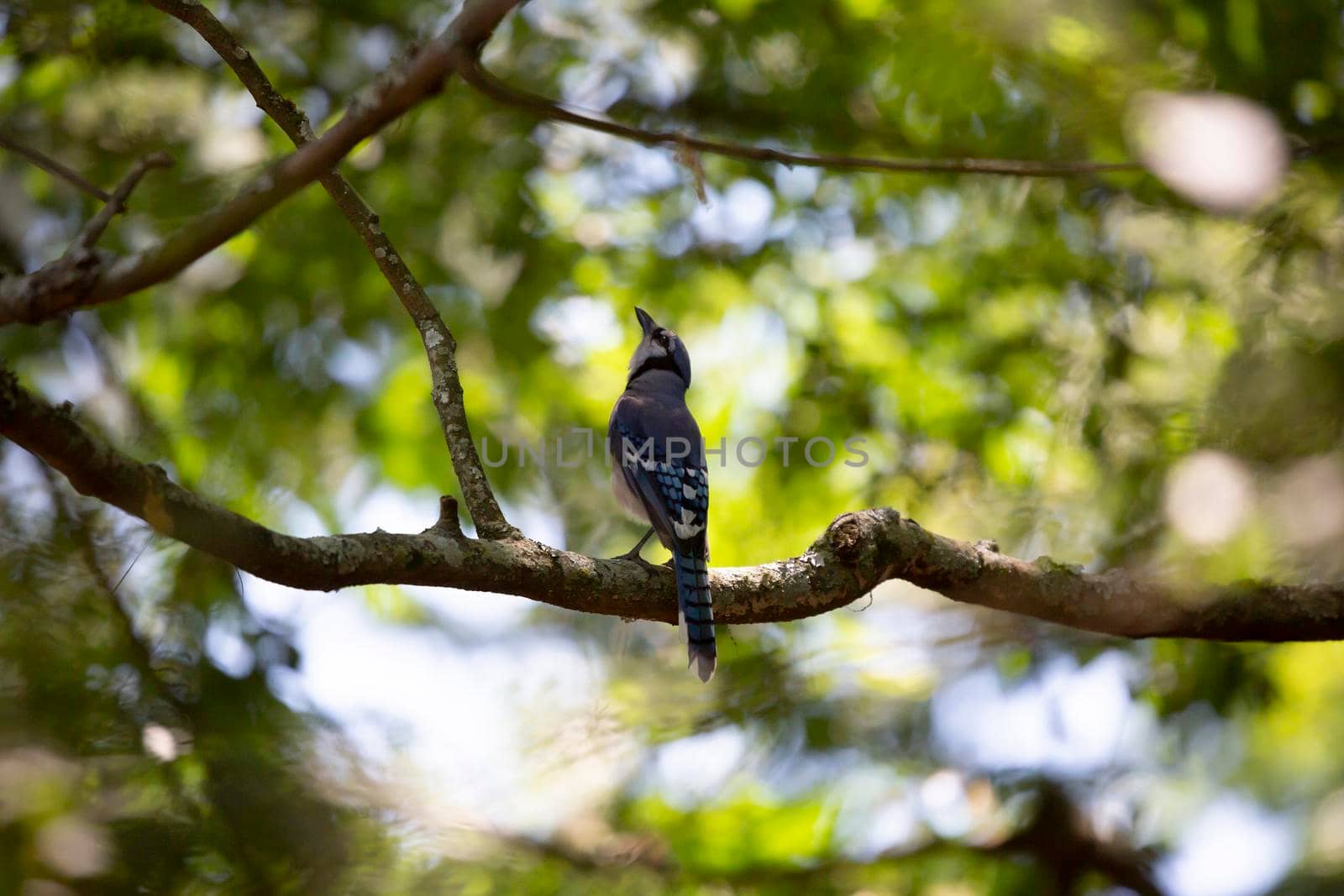 Blue jay (Cyanocitta cristata) looking up majestically from its perch on a tree branch