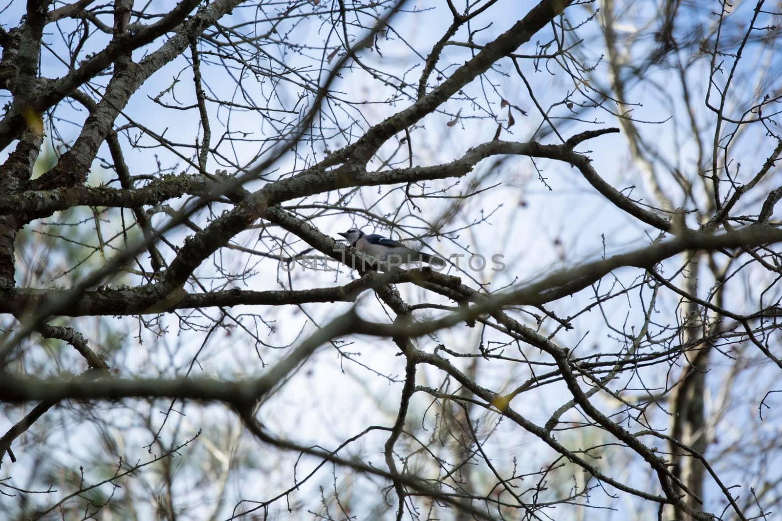 Profile of a blue jay (Cyanocitta cristata) perched on a branch