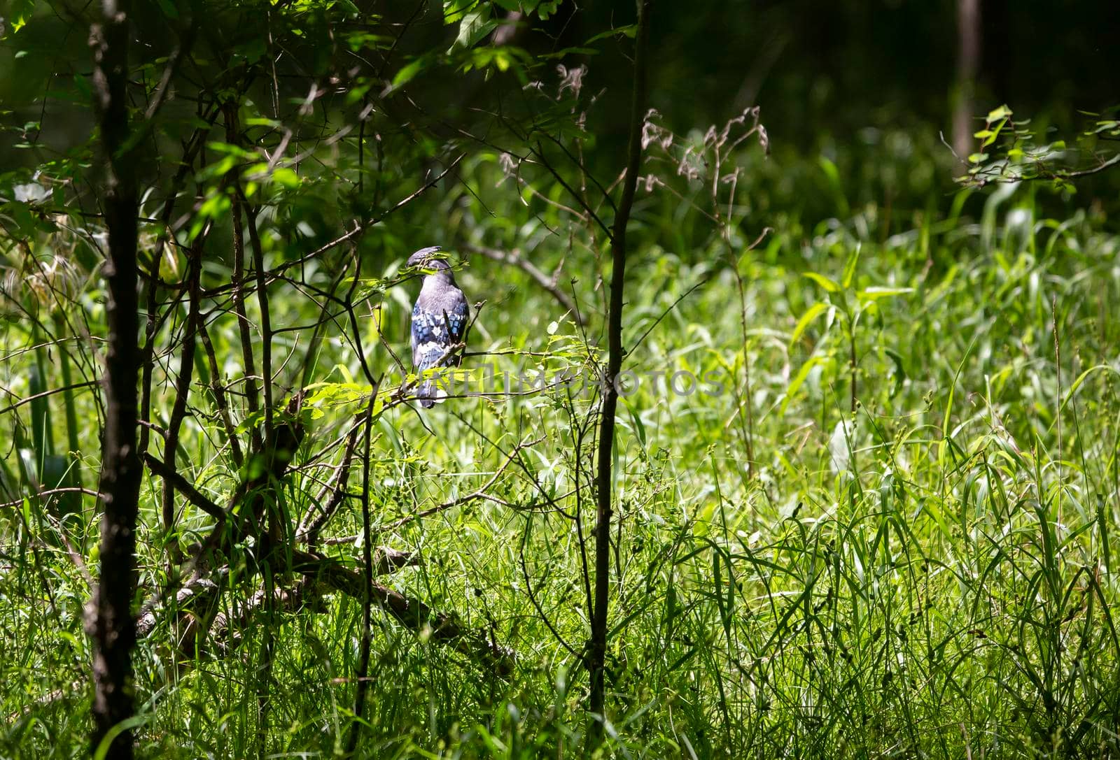Blue jay (Cyanocitta cristata) perched on a thin bush branch, looking over its shoulder