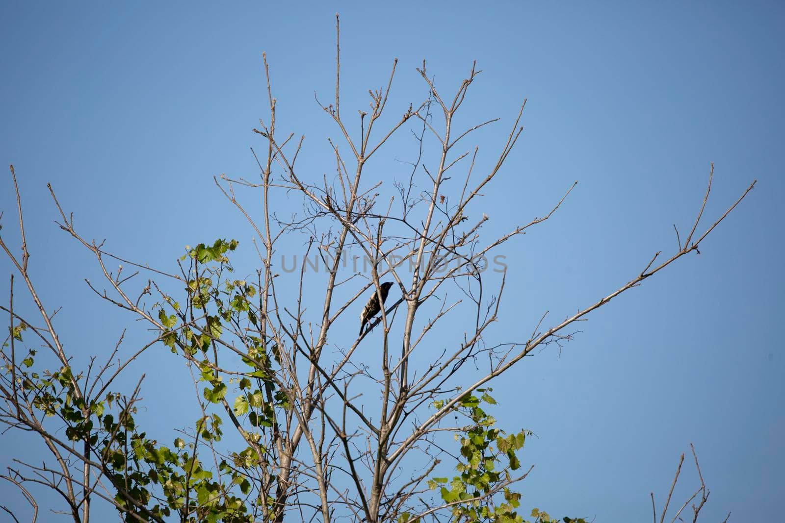 Bobolink bird (Dolichonyx oryzivorus) perched in a bush branch