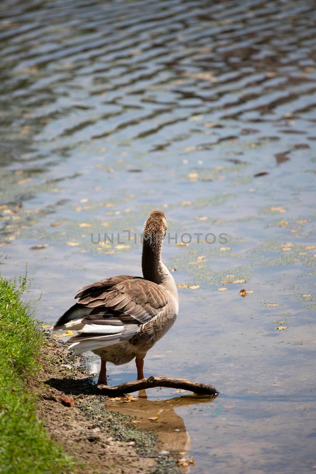 Toulouse goose (Anser anser) on a lake shore