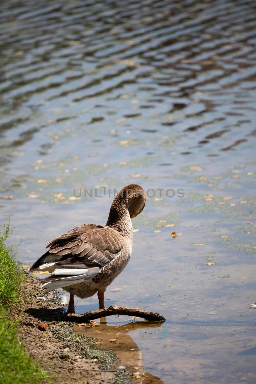 Toulouse goose (Anser anser) preening on a lake shore
