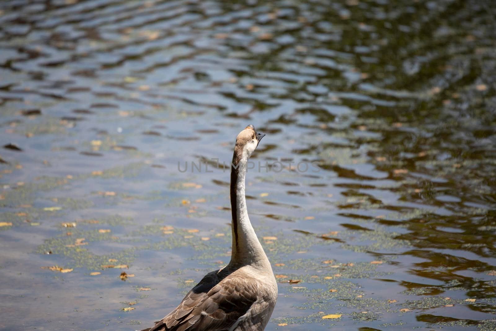 Brown Chinese goose (Anser cygnoides) watching a lake carefully