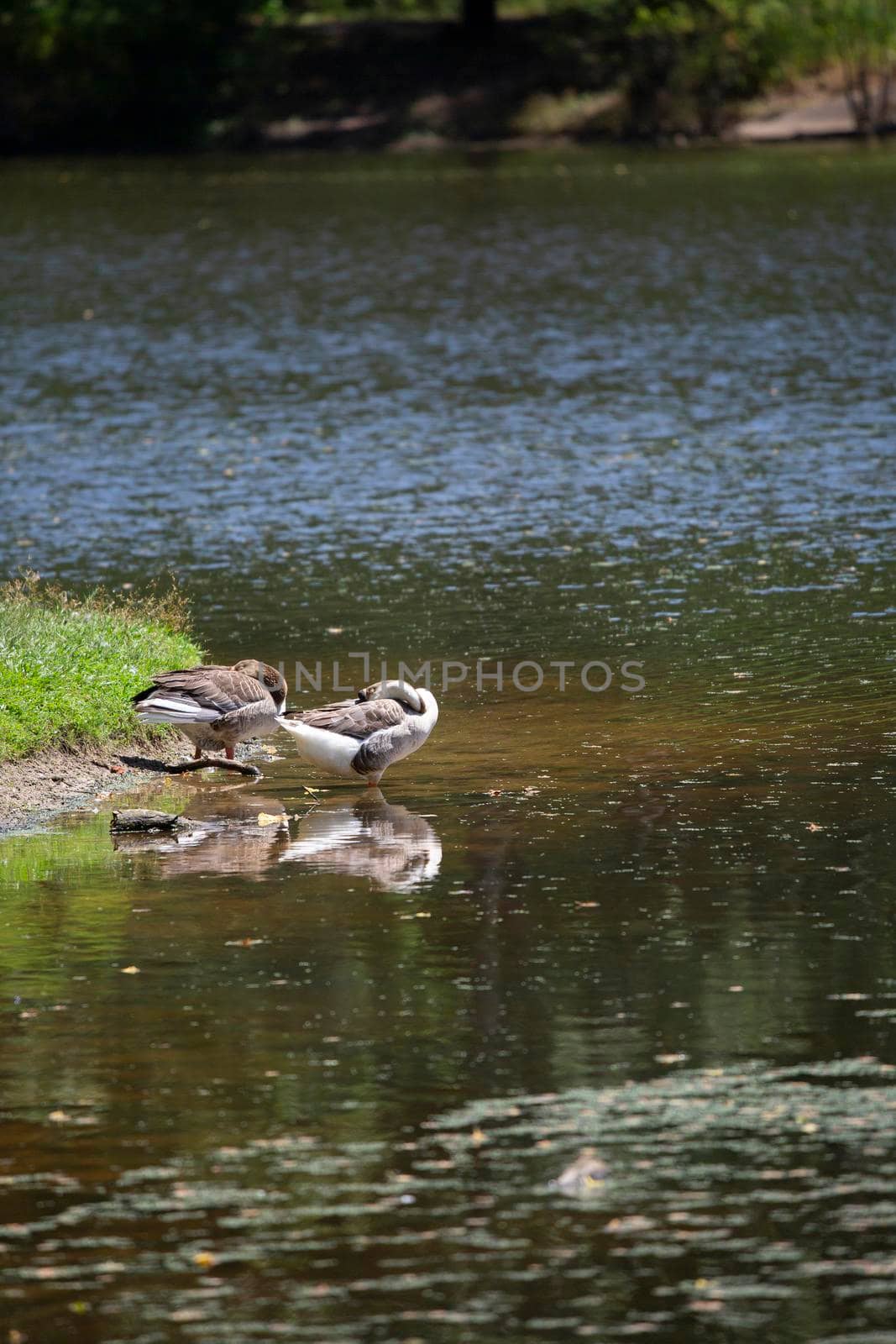 Brown Chinese and Toulouse geese (Anser anser) resting on a lake shore
