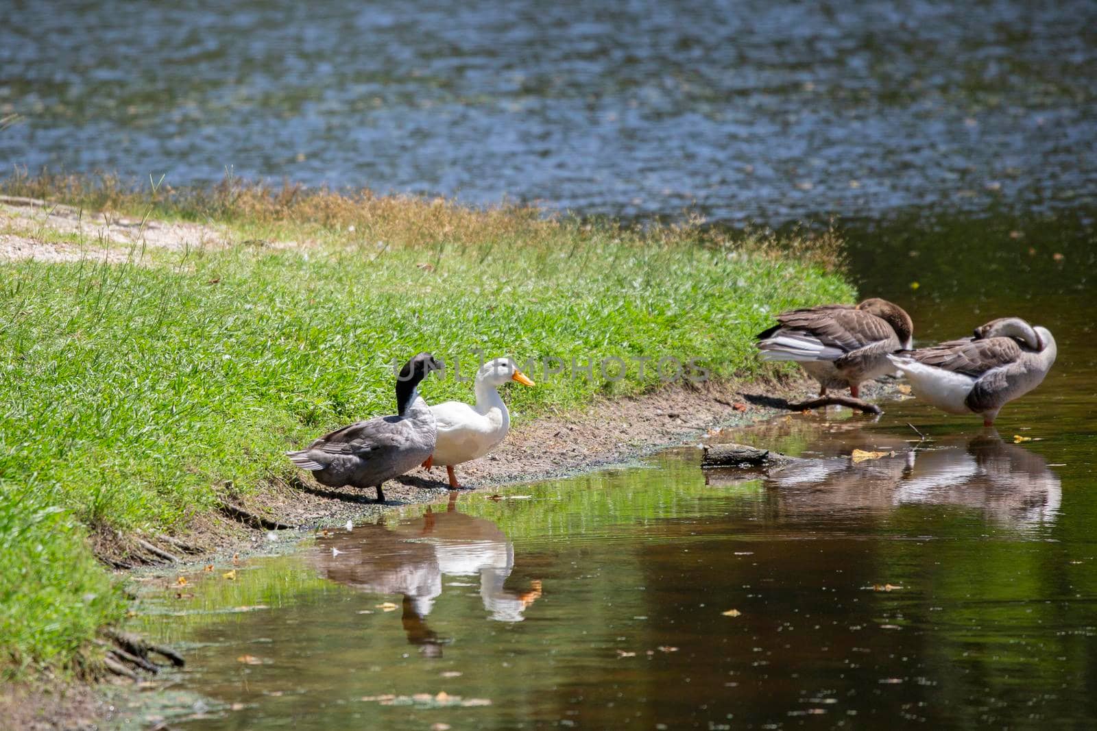 Ducks and geese on the shore of a lake