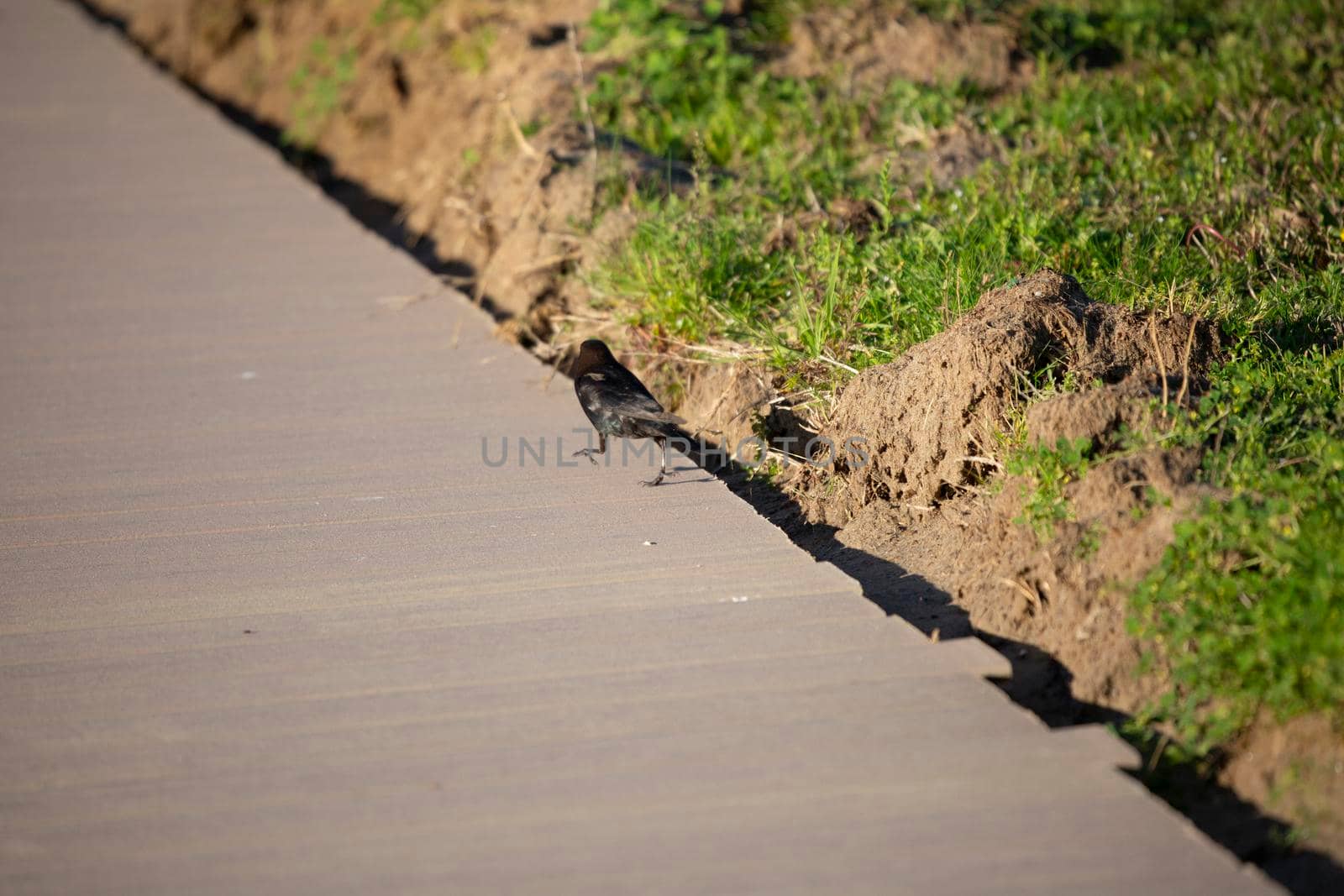 Single male brown-headed cowbird (Molothrus ater) strutting down a sidewalk