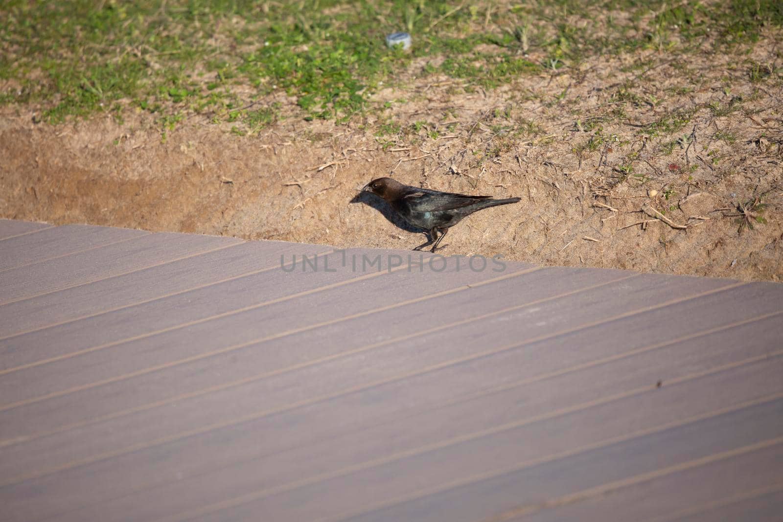 Male Red-Headed Cowbird by tornado98