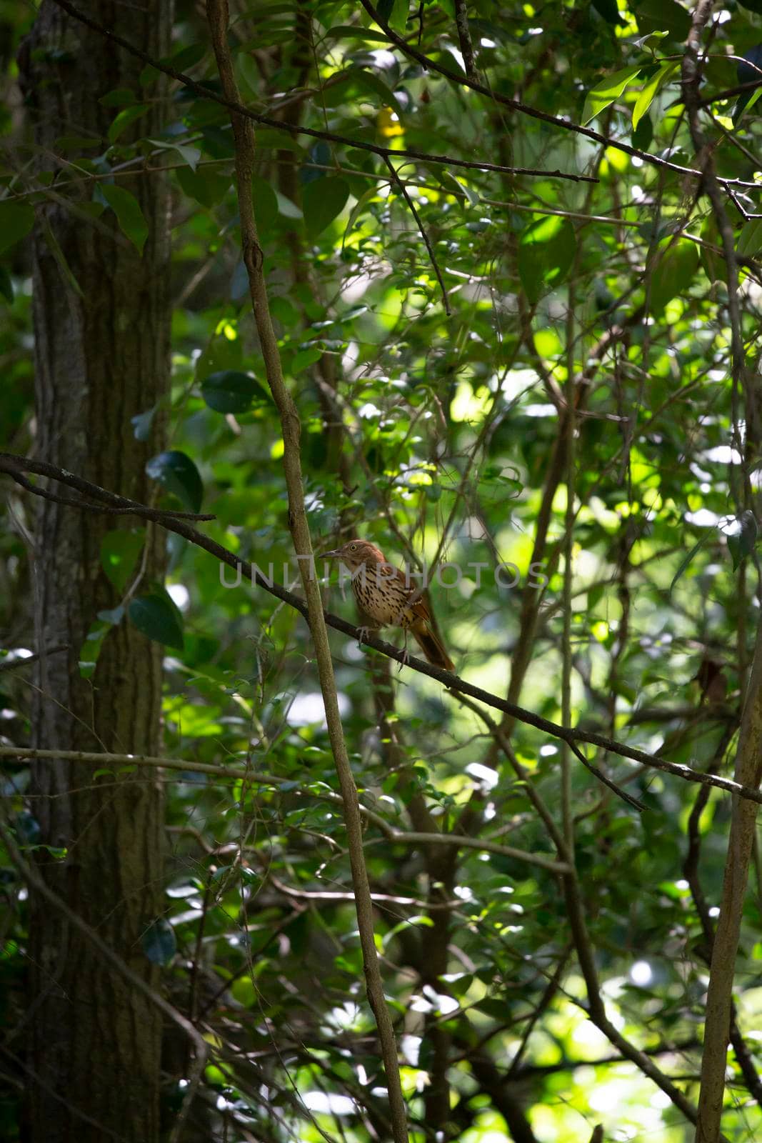 Curious brown thrasher (Toxostoma rufum) looking around from its perch on a limb