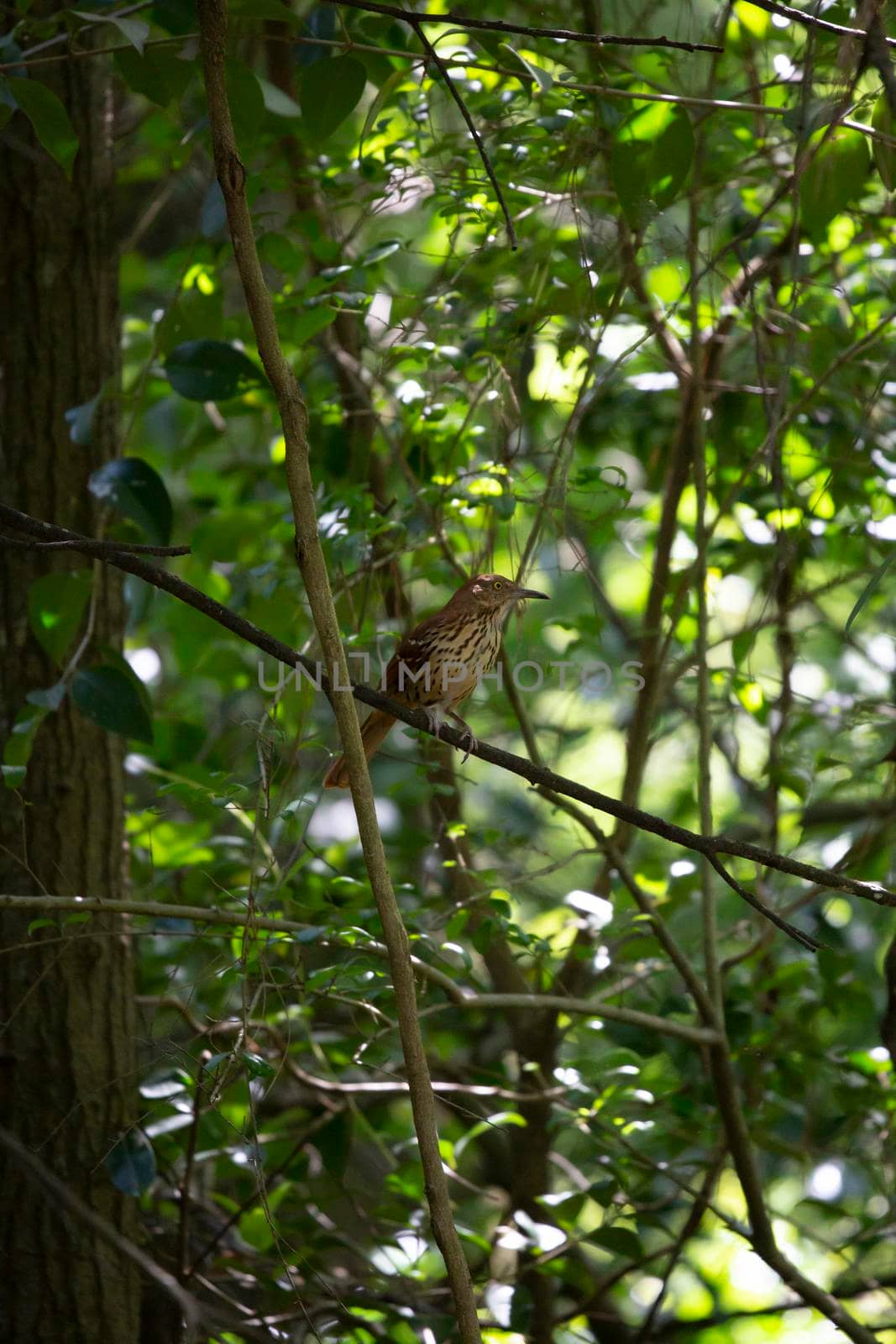 Curious brown thrasher (Toxostoma rufum) looking around from its perch on a limb