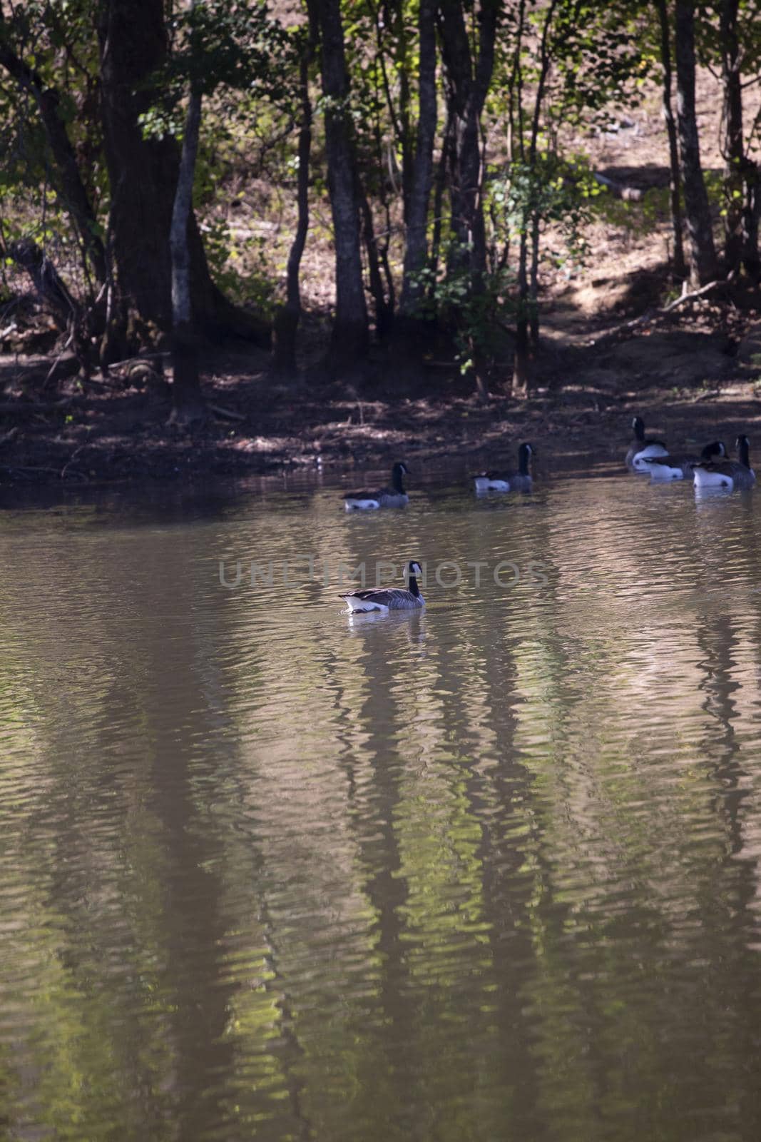 Flock of Canada geese (Branta canadensis) swimming across a lake